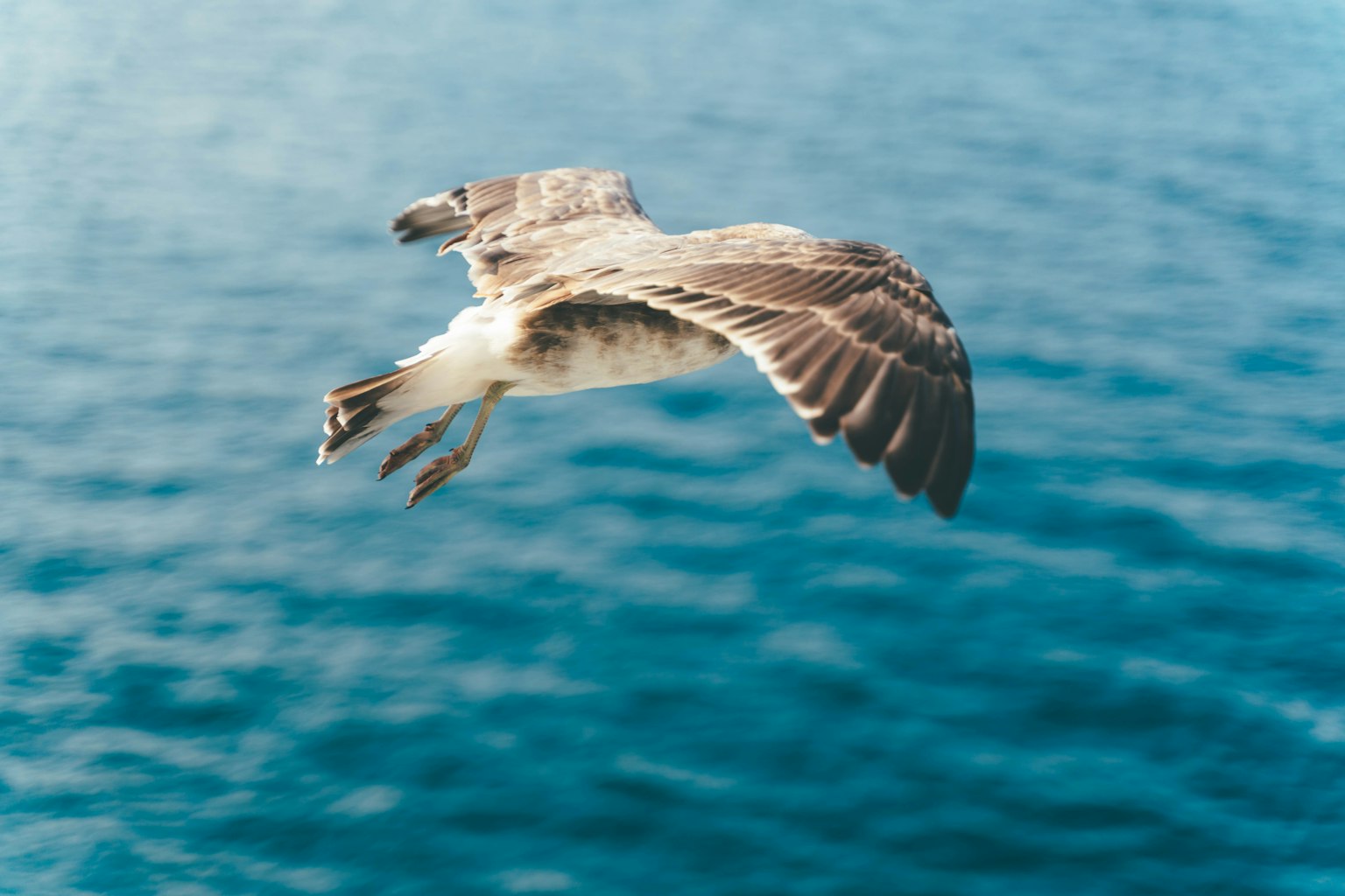 一隻鳥在海面上空飛翔