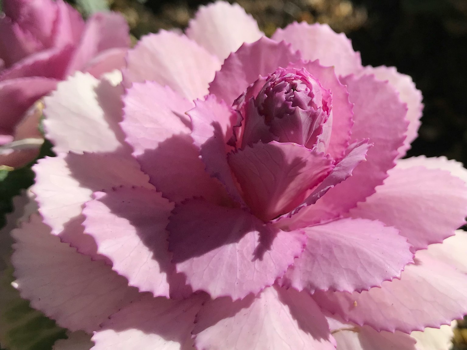 Primer plano de una hermosa flor rosa con pétalos suaves y un capullo central