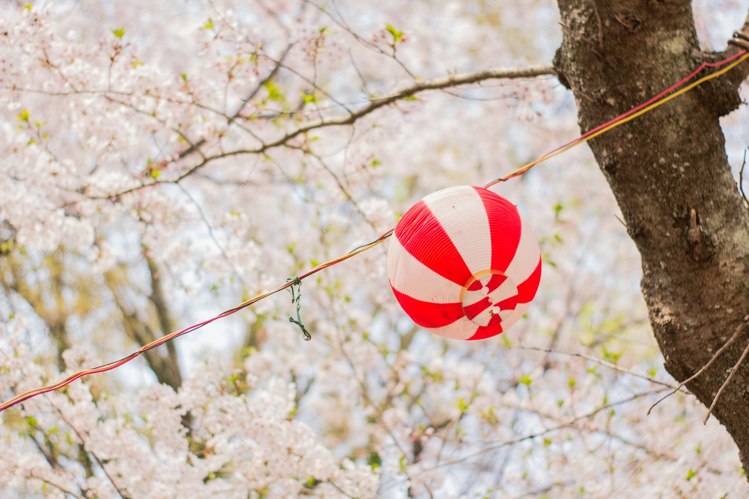 Lampion merah dan putih yang tergantung di pohon sakura