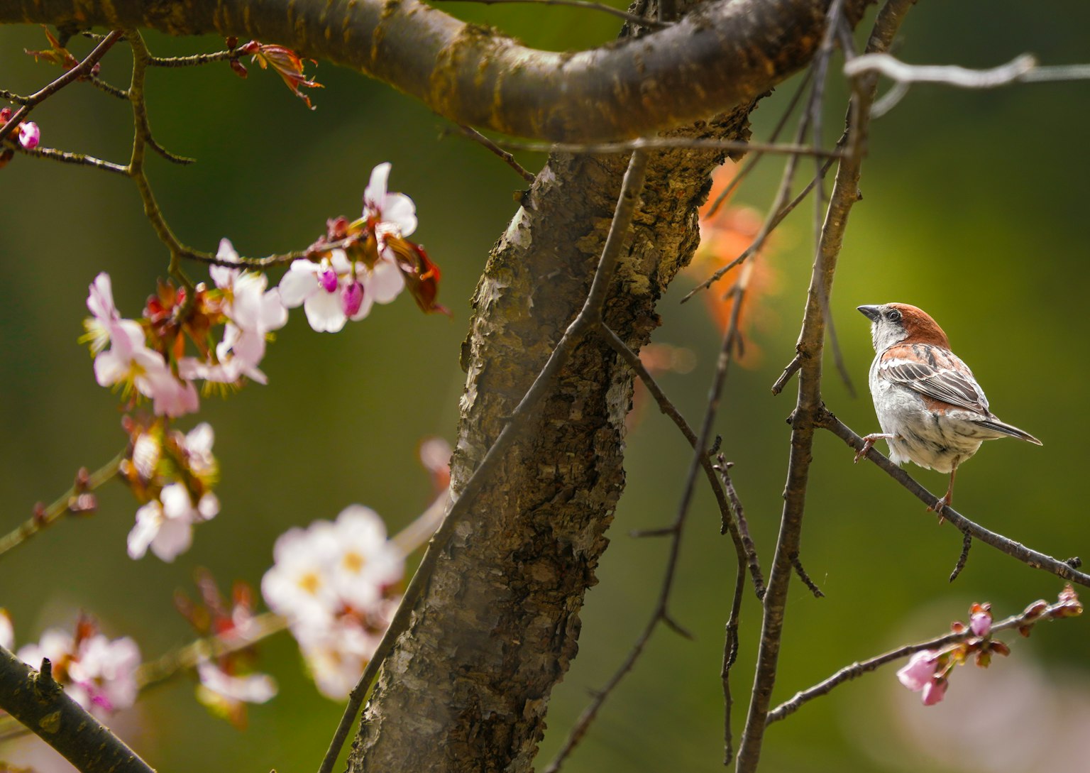 Ein kleiner Vogel, der auf einem Ast mit blühenden Kirschblüten sitzt