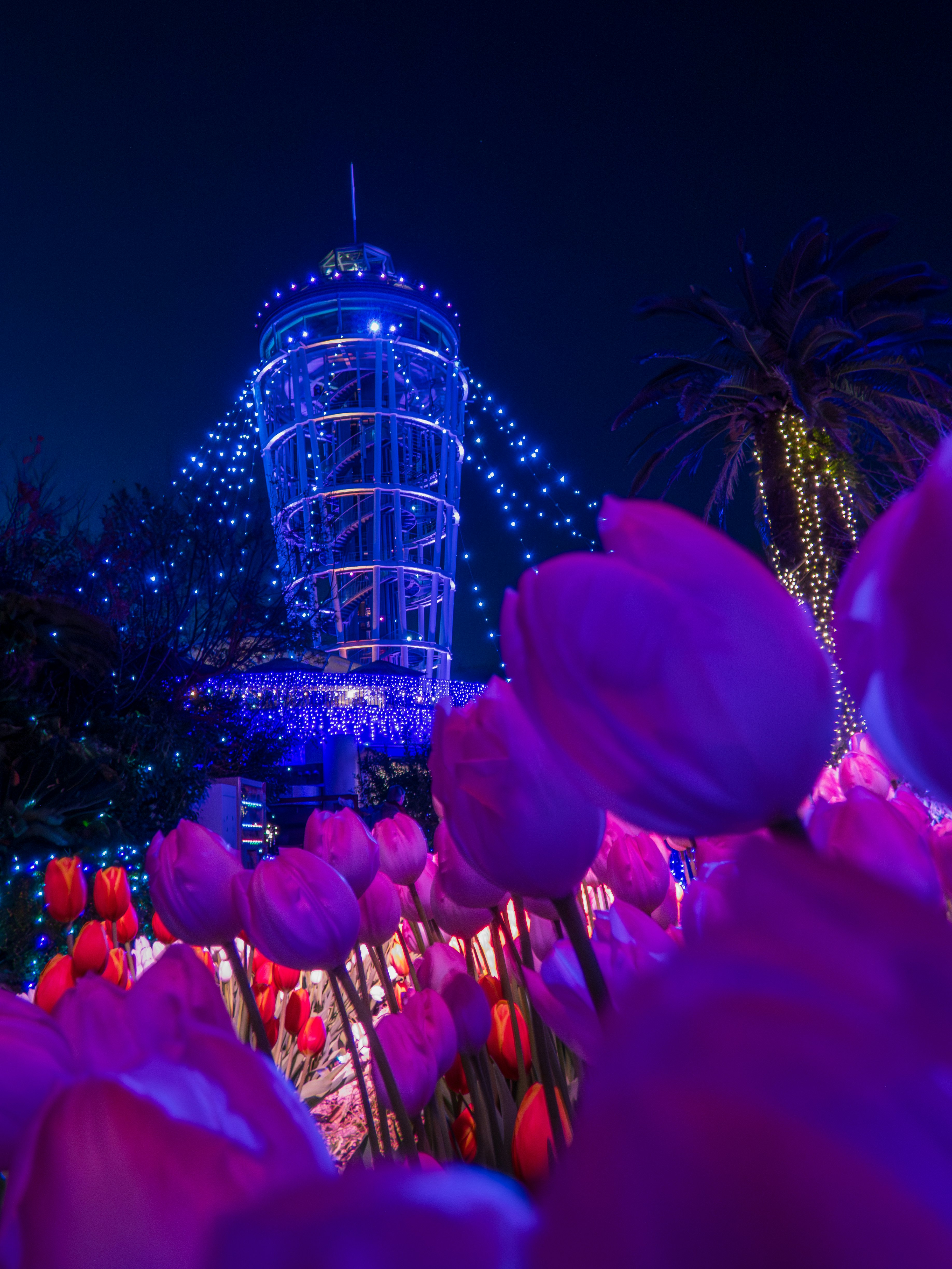 江の島のイルミネーションと冬のチューリップの花々が咲く夜の風景