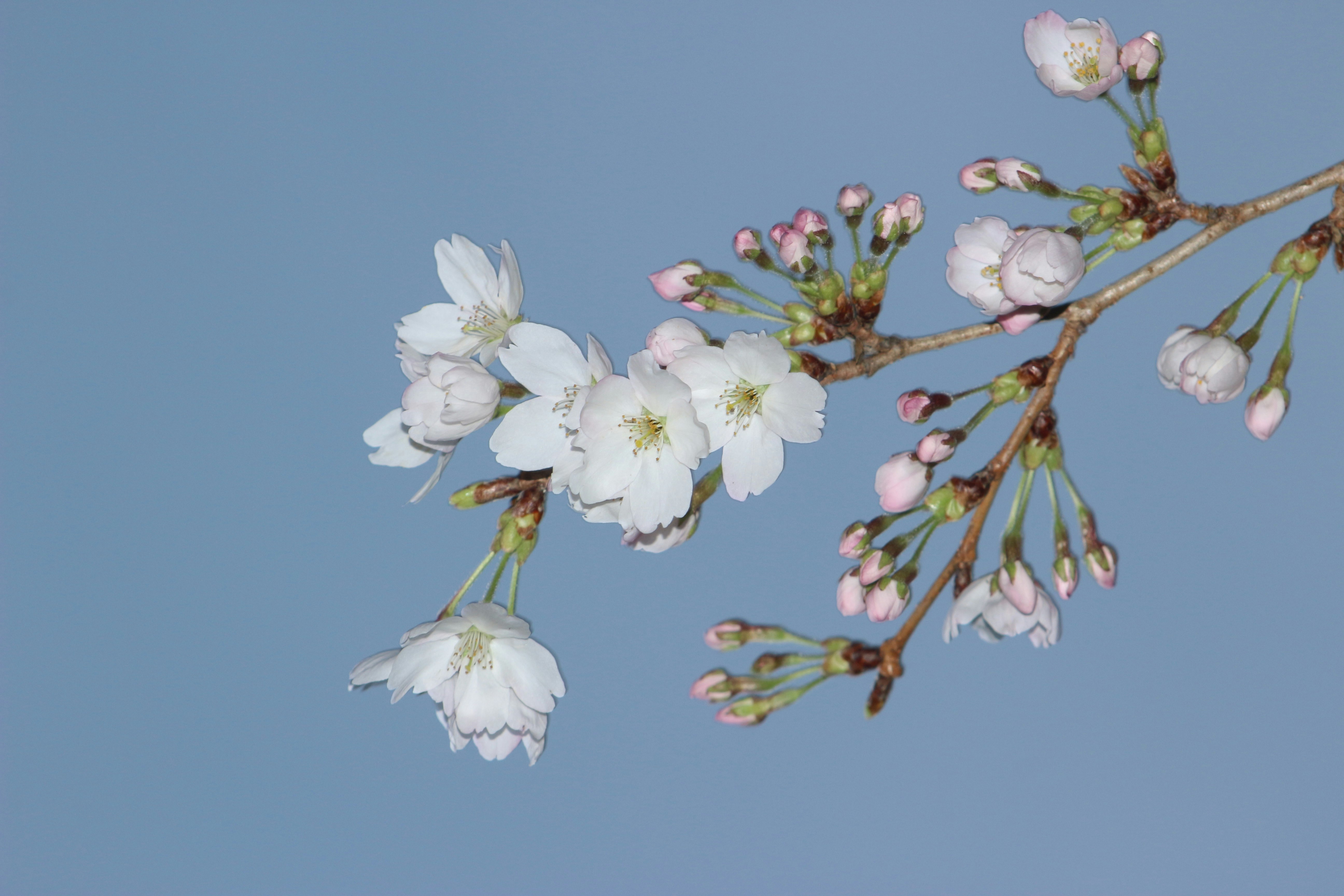 夕刻の七分咲きの桜の枝