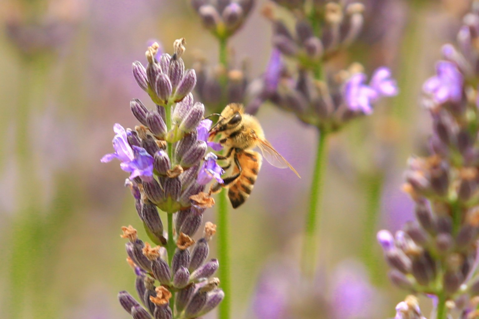 Close-up of a bee on lavender flowers