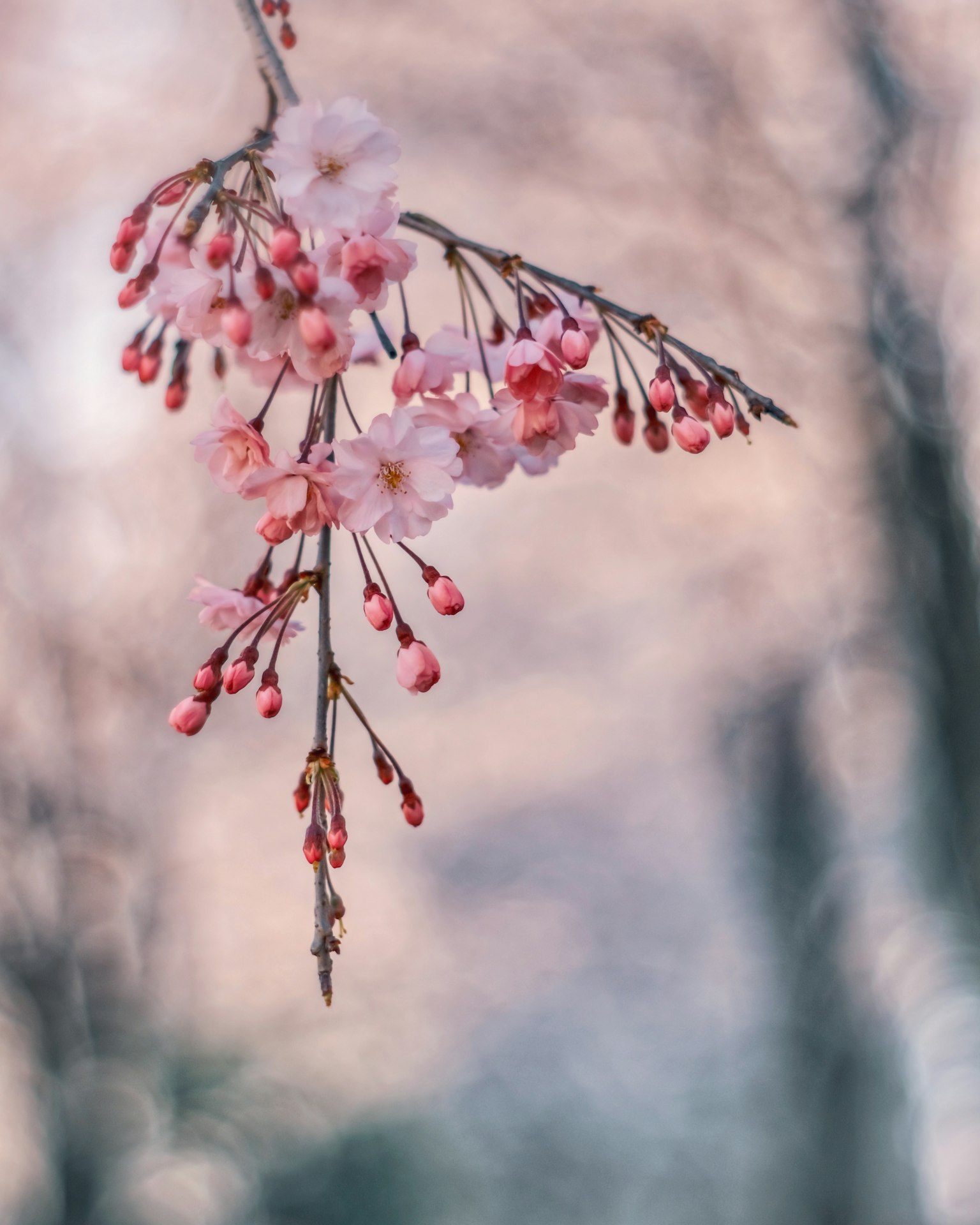 Zweig mit Kirschblüten und rosa Blütenknospen
