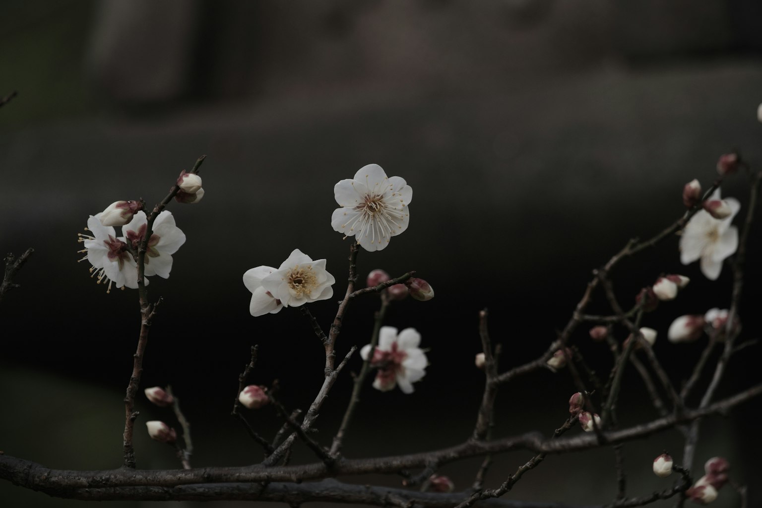 Close-up of branches with white flowers and buds