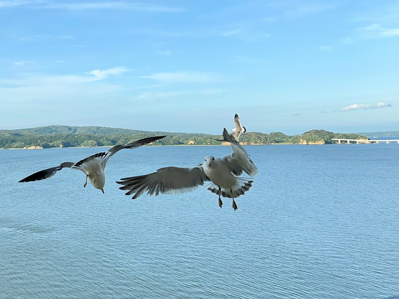 맑은 하늘 아래 파란 물 위로 나는 흰 새들