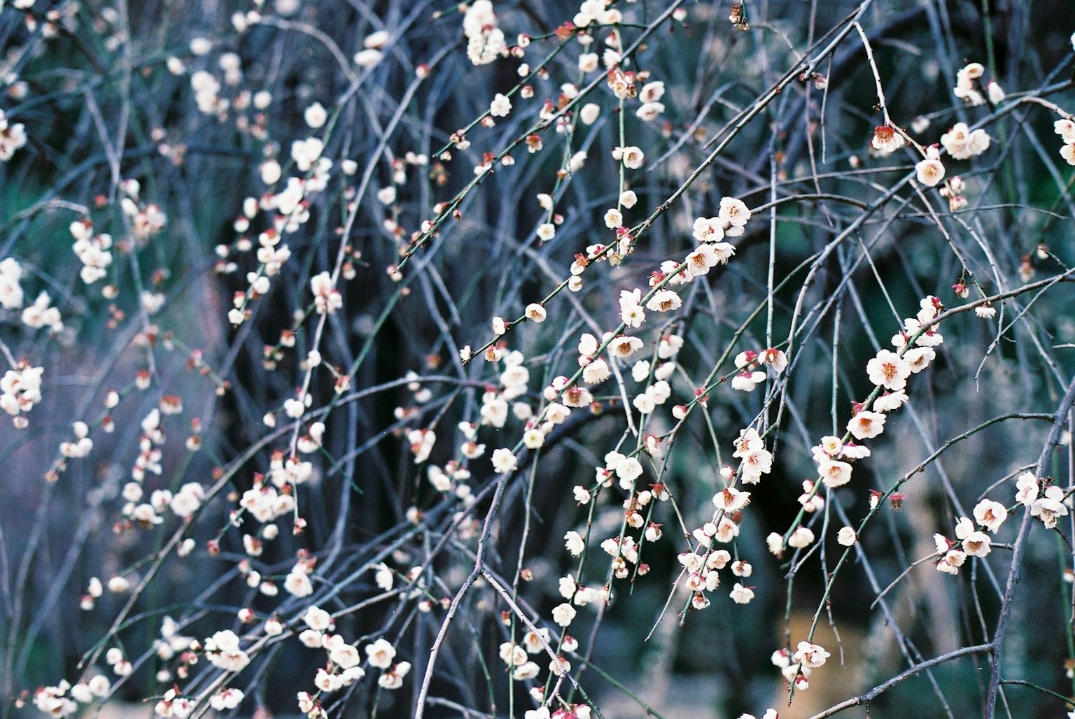 Flores blancas delicadas en ramas delgadas con un fondo verde difuso