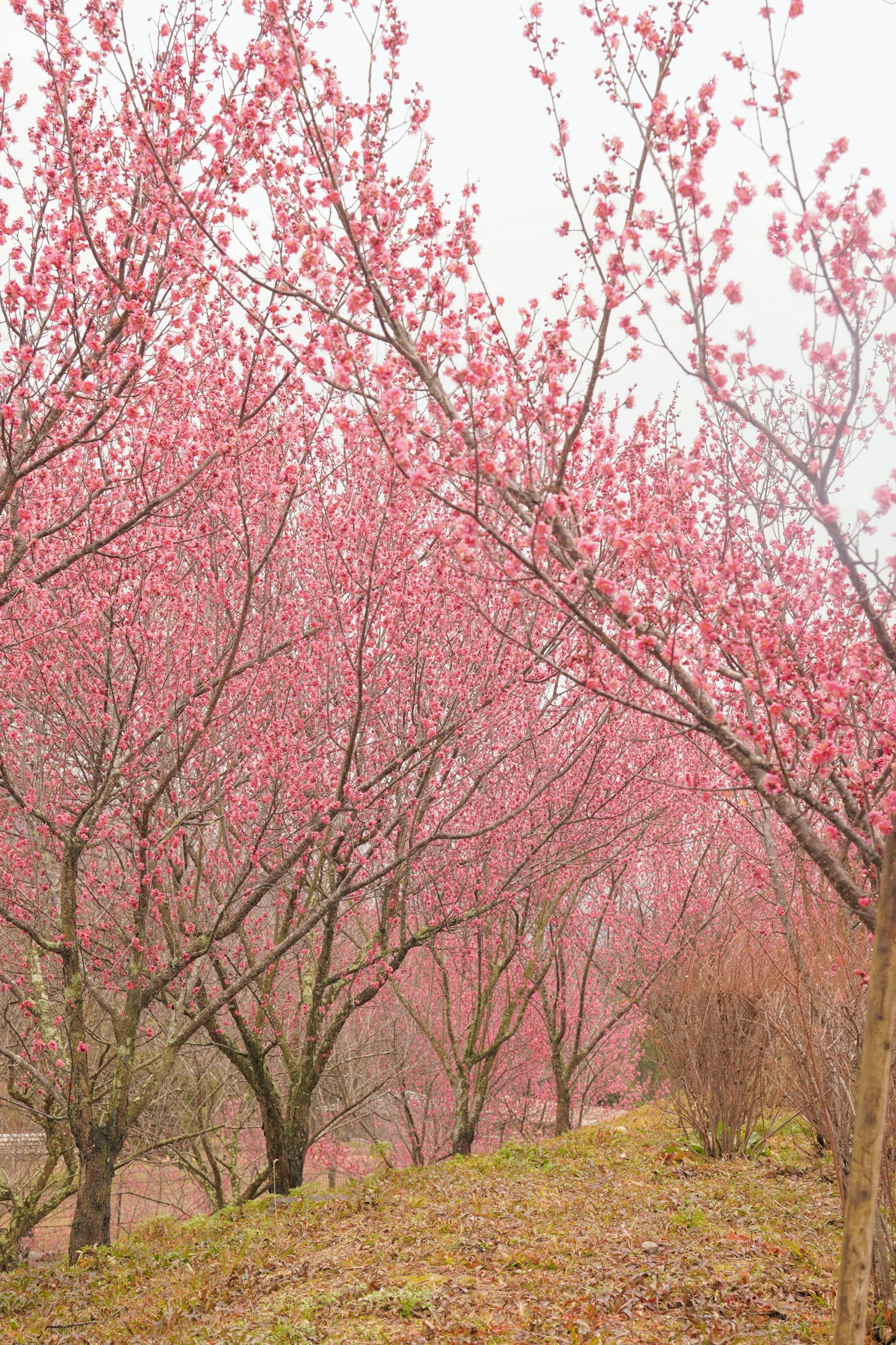 樱花树的风景，盛开着柔和的粉色花朵