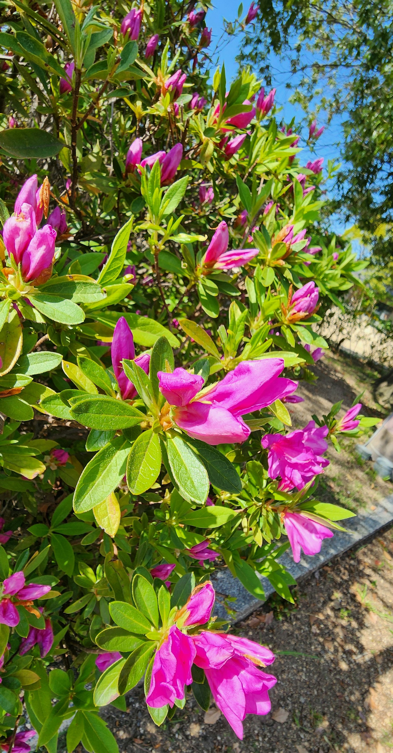 Primer plano de flores rosas vibrantes en una planta bajo un cielo azul