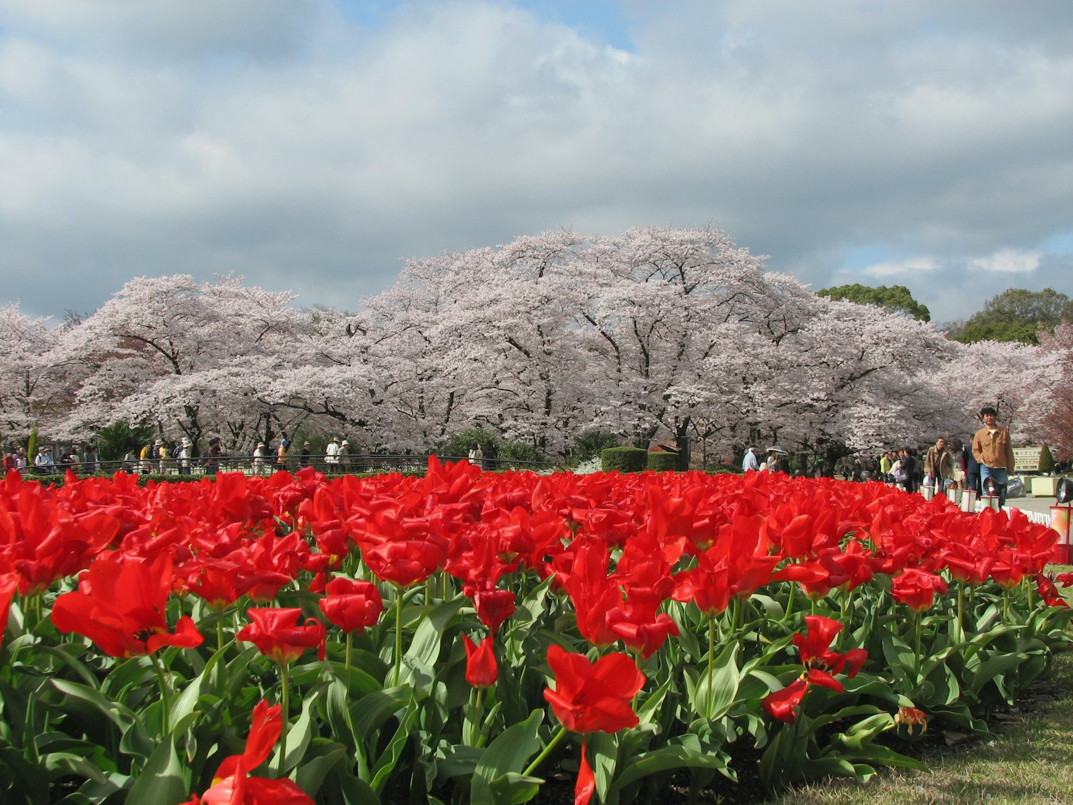 Tulipes rouges vibrantes au premier plan avec des cerisiers en fleurs en arrière-plan