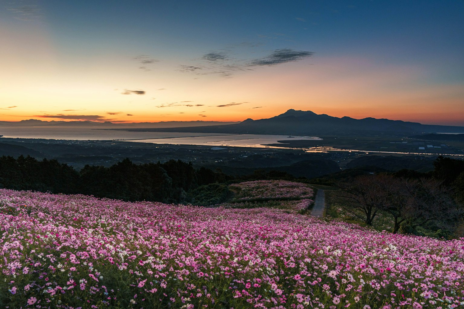 夕焼けの中に広がるピンクの花畑と山の風景