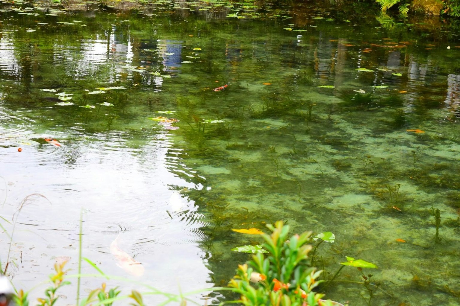 Superficie d'acqua chiara che riflette piante acquatiche verdi e fogliame circostante