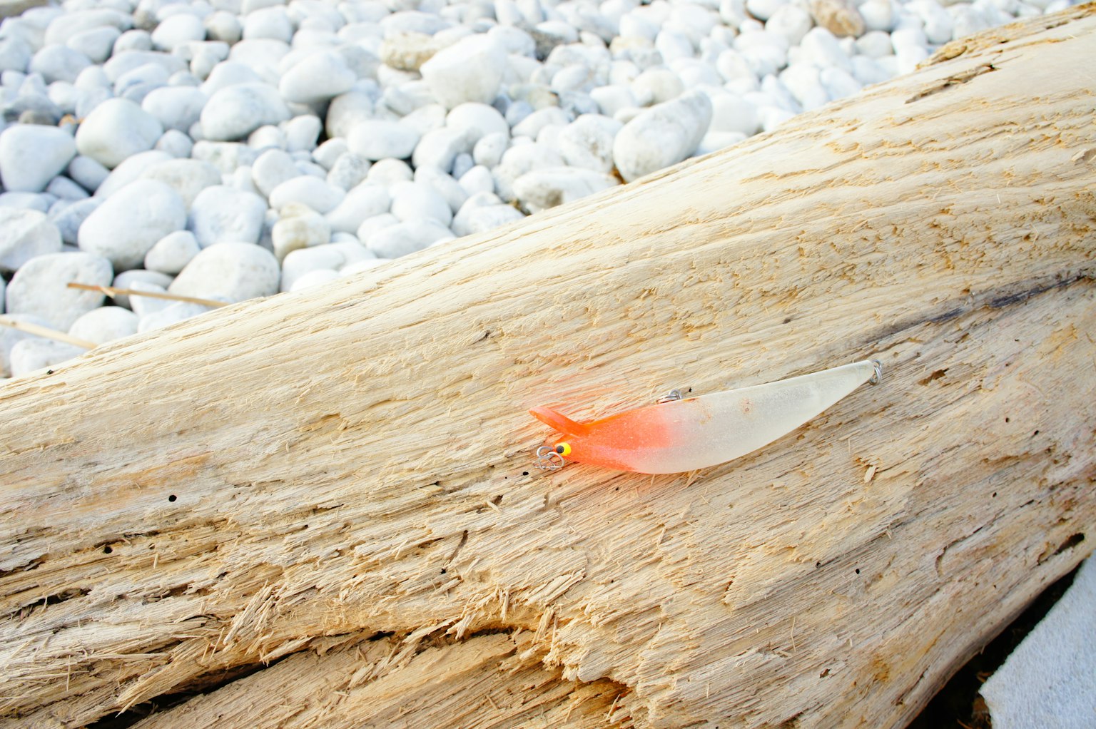 Concha transparente con punta roja descansando sobre madera flotante entre piedras blancas