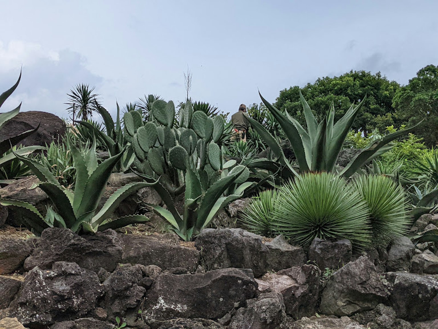 Divers cactus et agaves poussant parmi les rochers