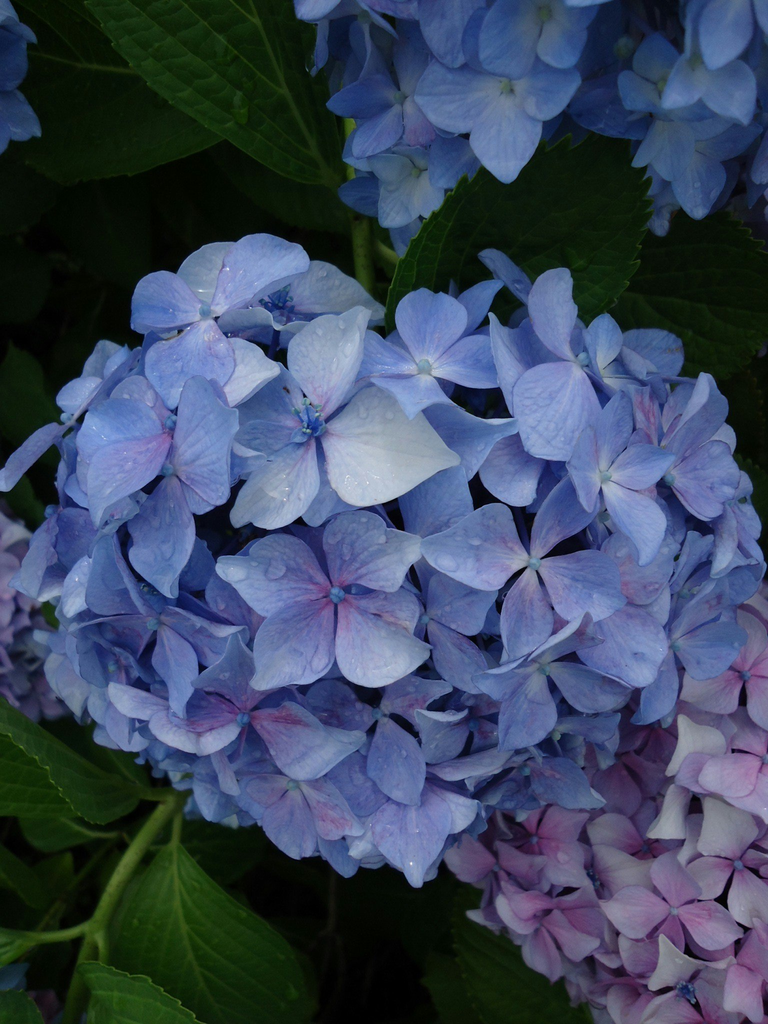 Racimo de flores de hortensia azules con pétalos delicados