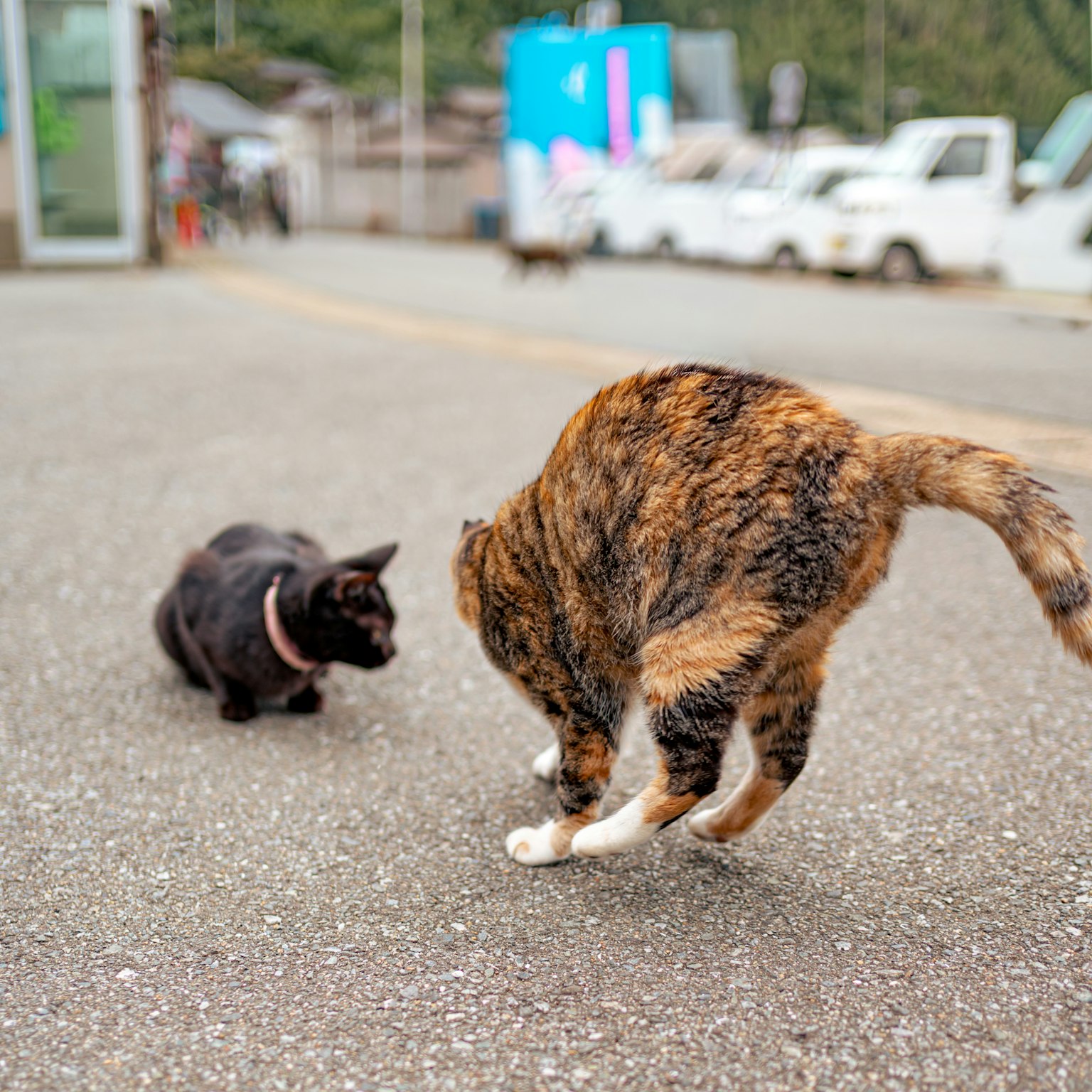 二匹の猫が道路で遊んでいる様子