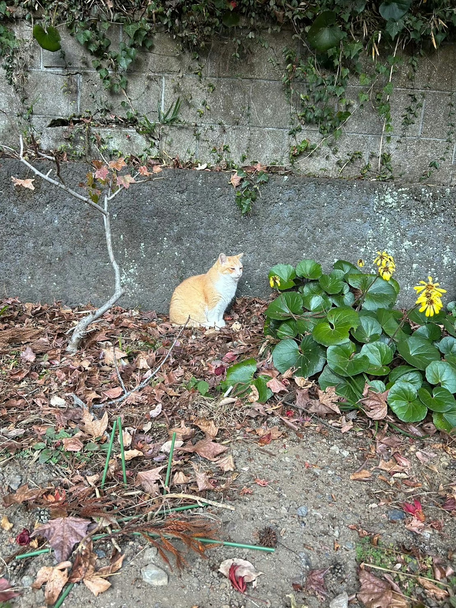 Un chat orange assis devant un mur en pierre entouré de feuilles mortes et de plantes vertes