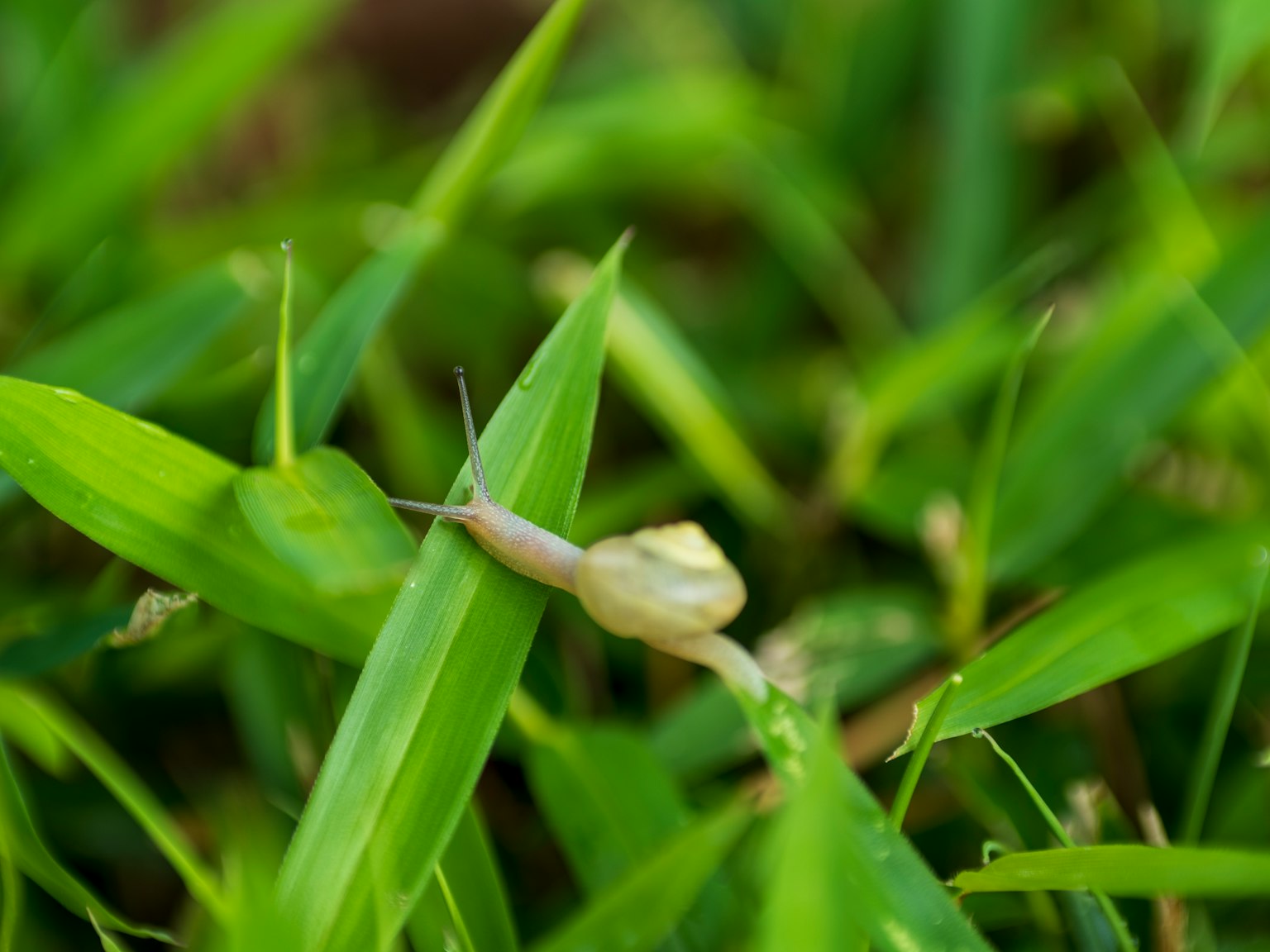 Una piccola lumaca bianca sull'erba verde