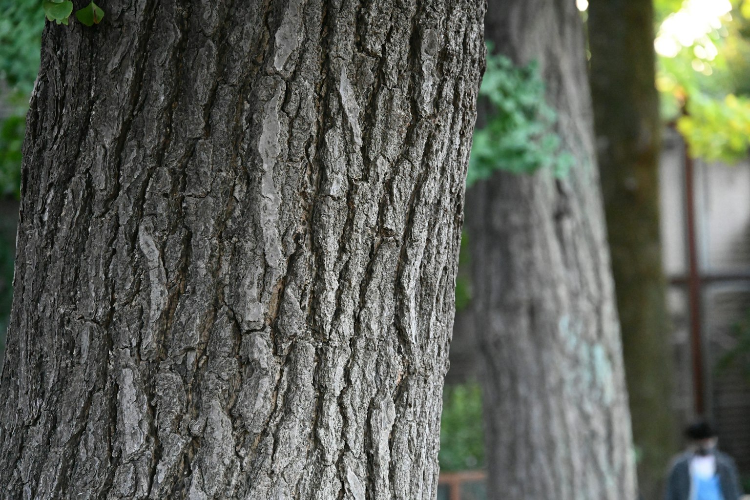 Texture détaillée des troncs d'arbres avec des feuilles vertes en arrière-plan