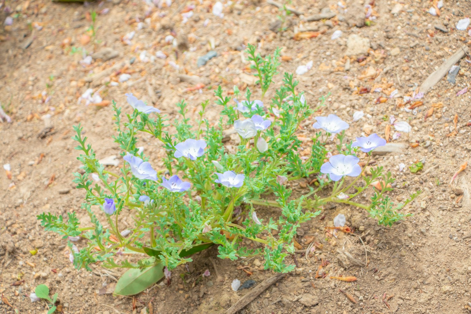 Una piccola pianta verde con fiori blu che cresce sul terreno