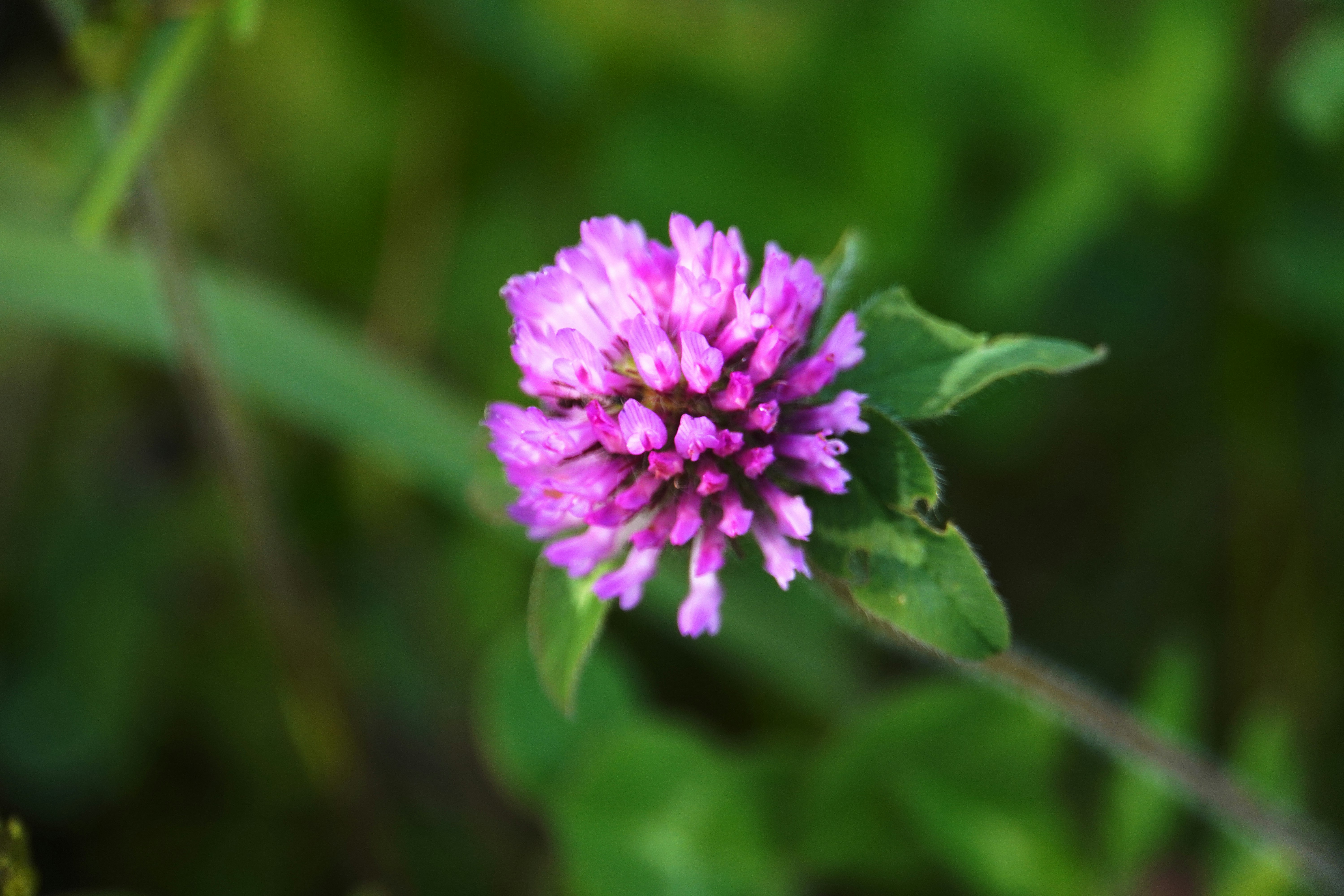 紫の花が咲く草むらの中のクローズアップ