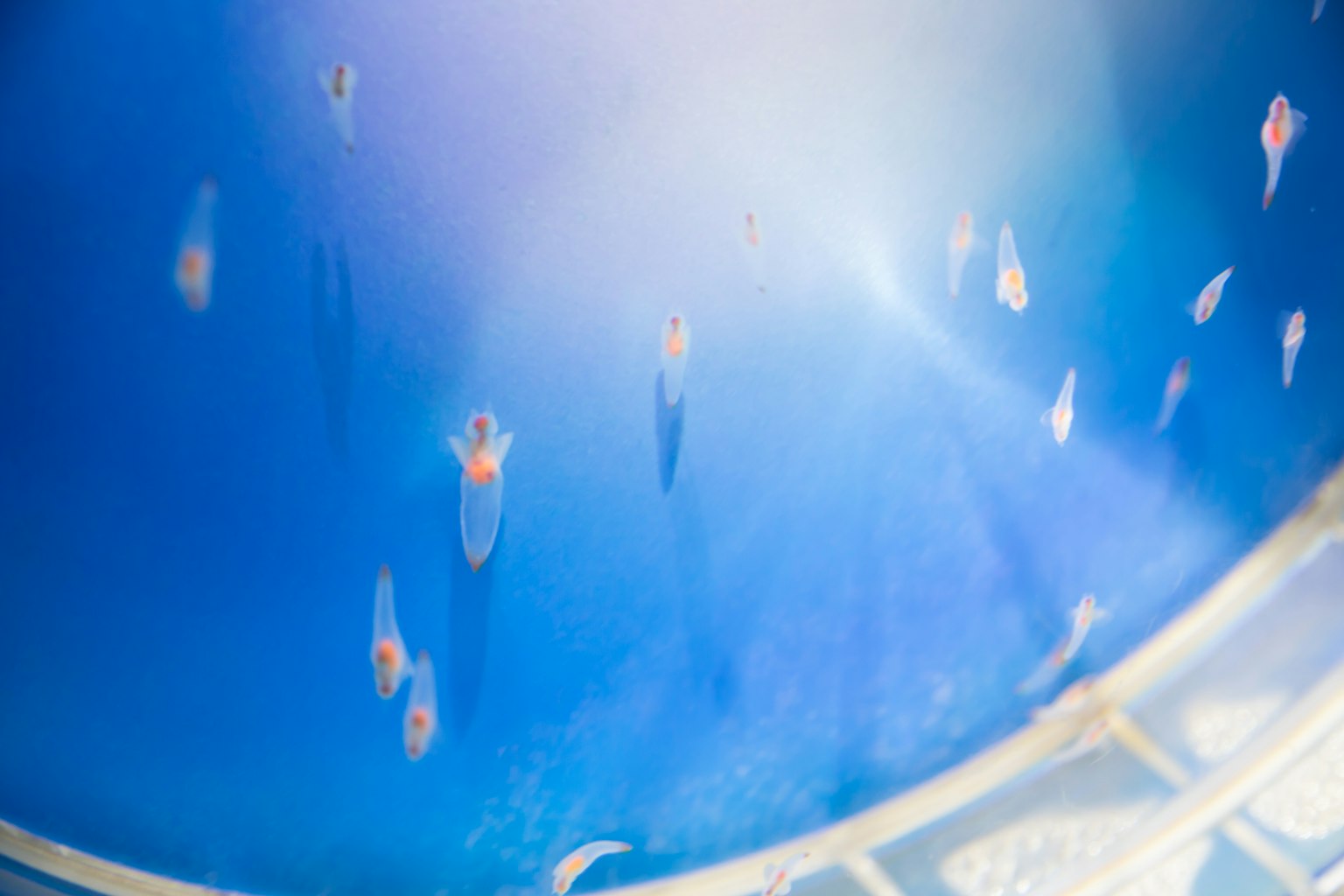 Sekumpulan ikan kecil berenang di air biru