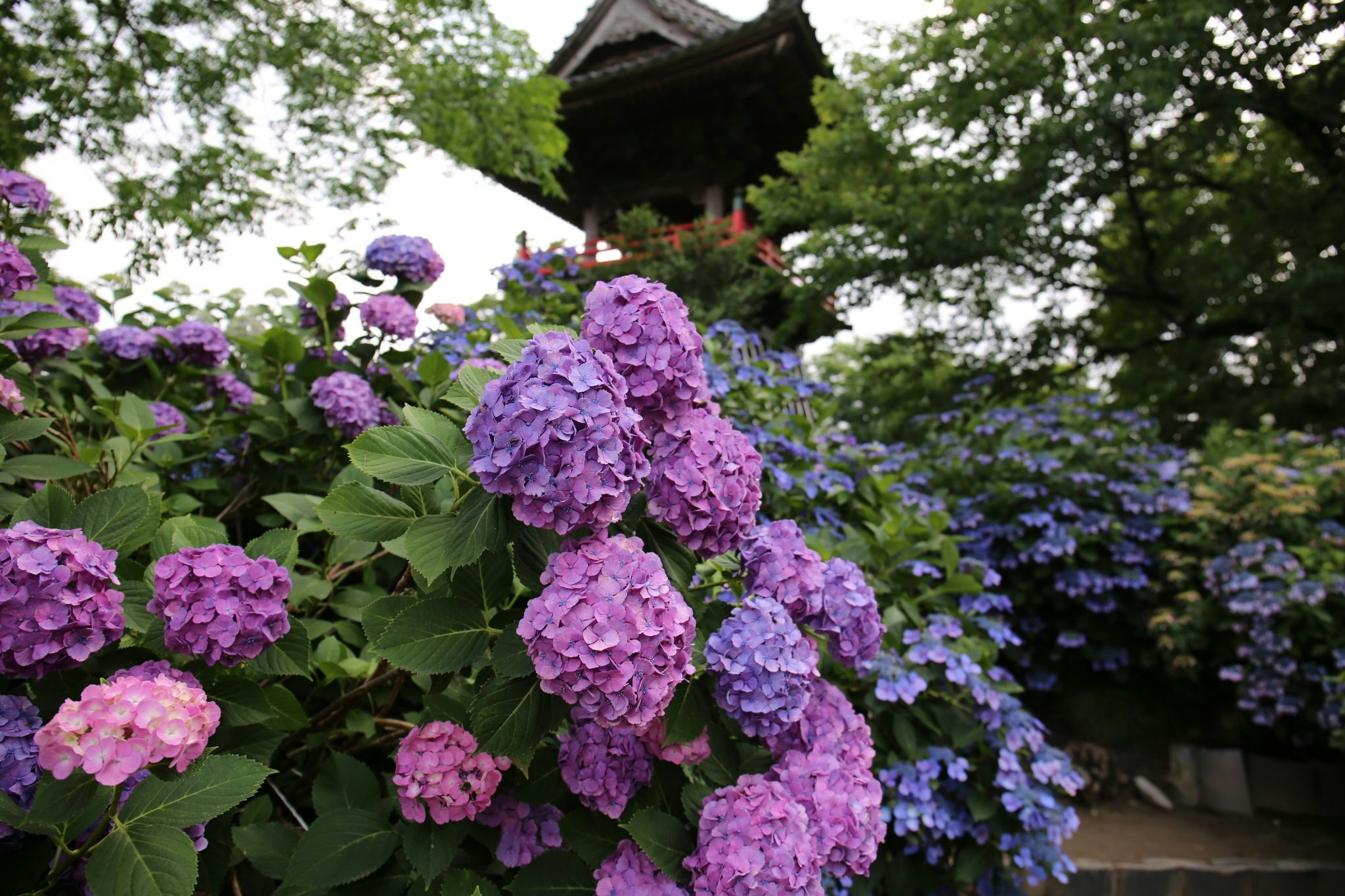 紫陽花の花が咲く庭の木々と小屋のある風景