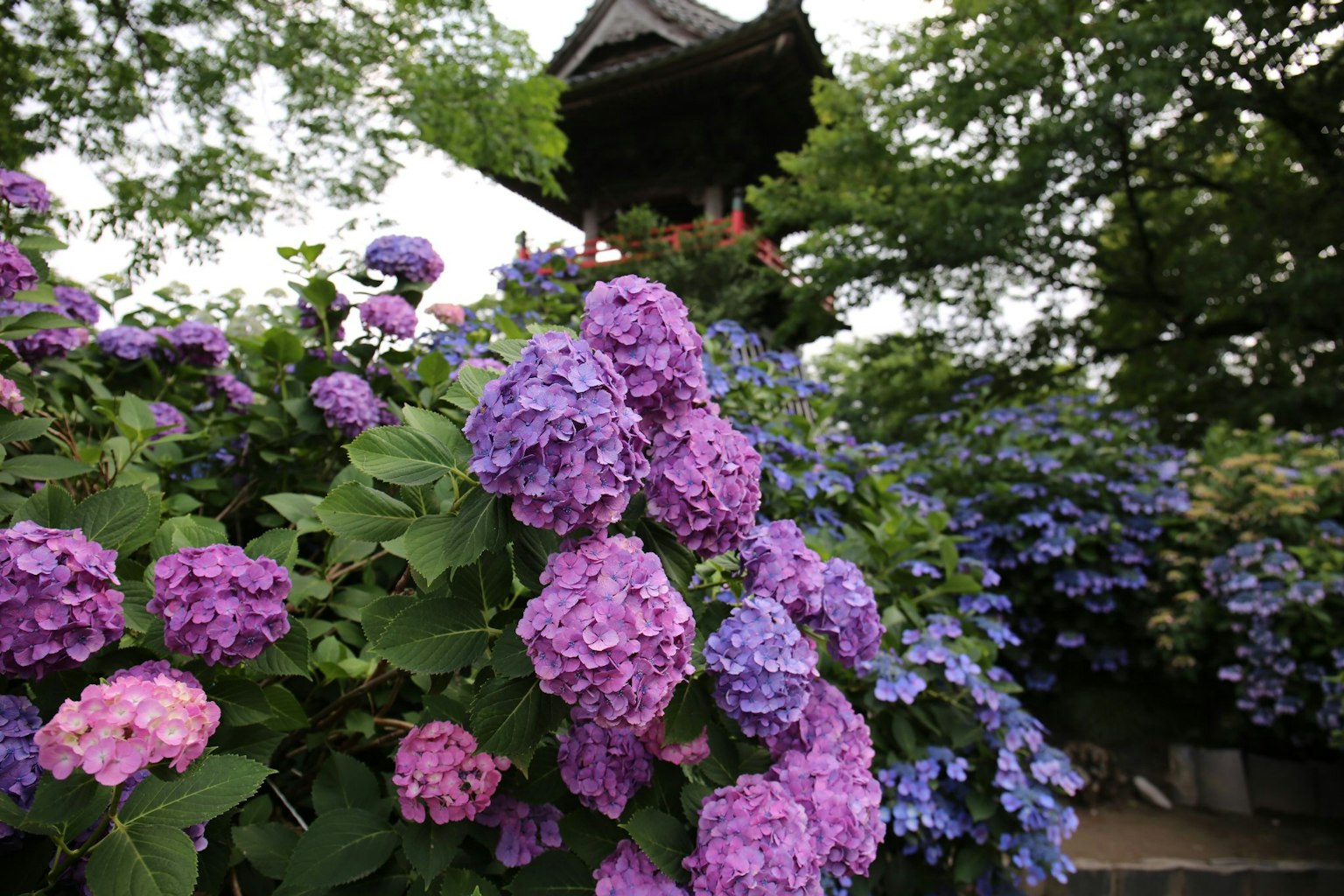 Hortensia berwarna-warni mekar di taman dengan bangunan tua di latar belakang