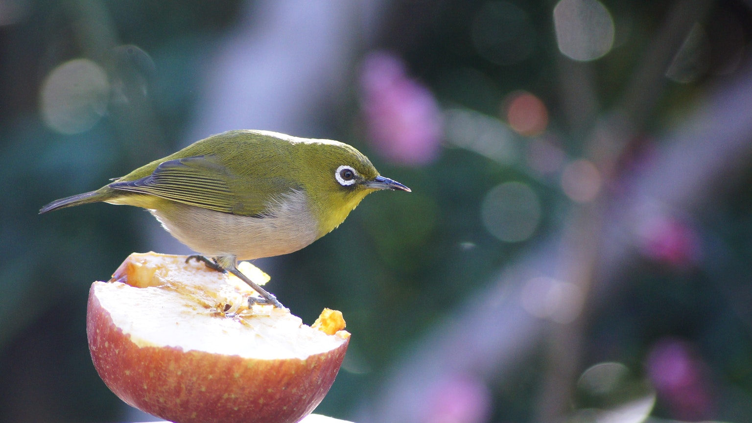 Ein kleiner grüner Vogel sitzt auf einem Apfel vor einem verschwommenen Blumenhintergrund