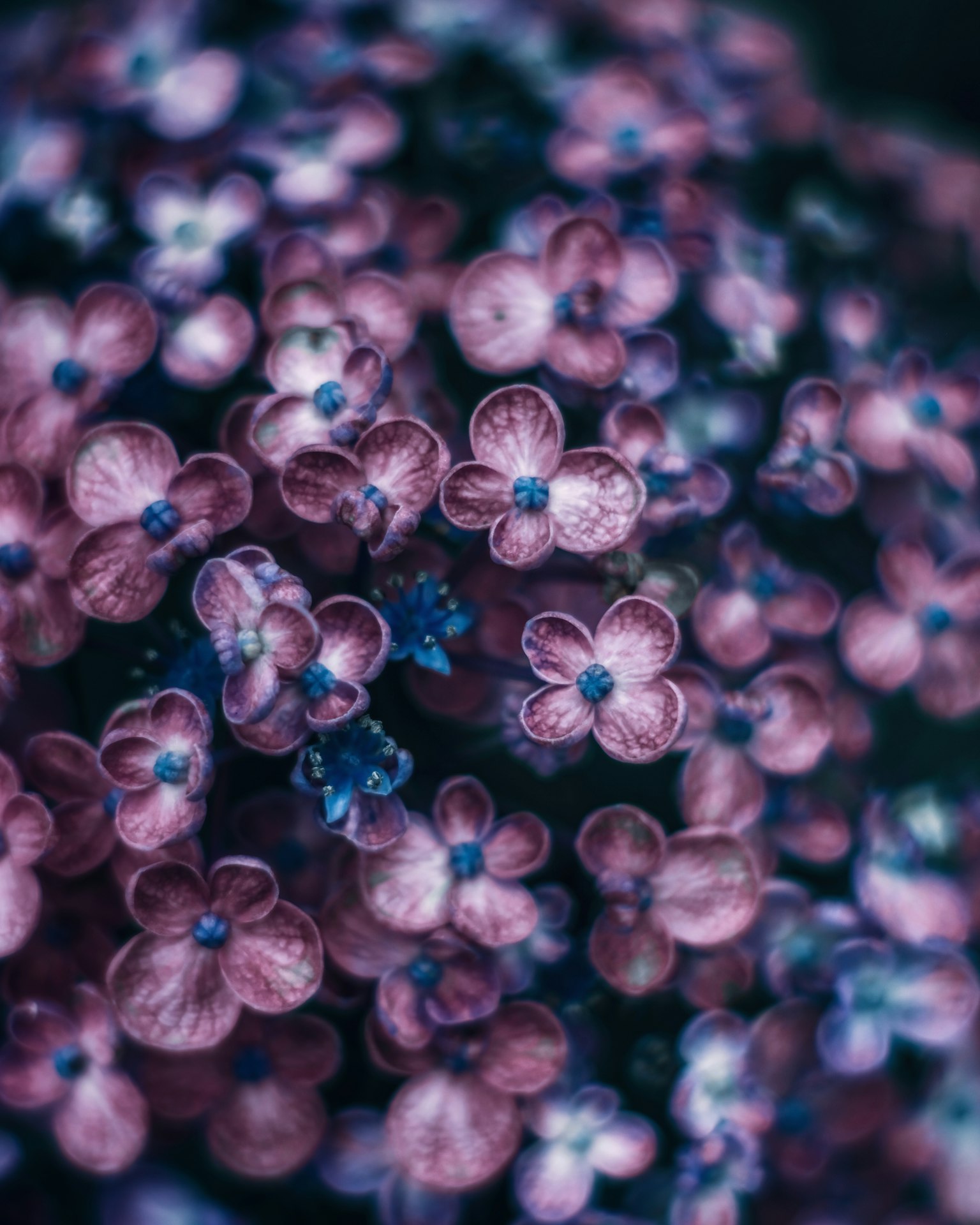 Beau bouquet de fleurs violettes en grappes