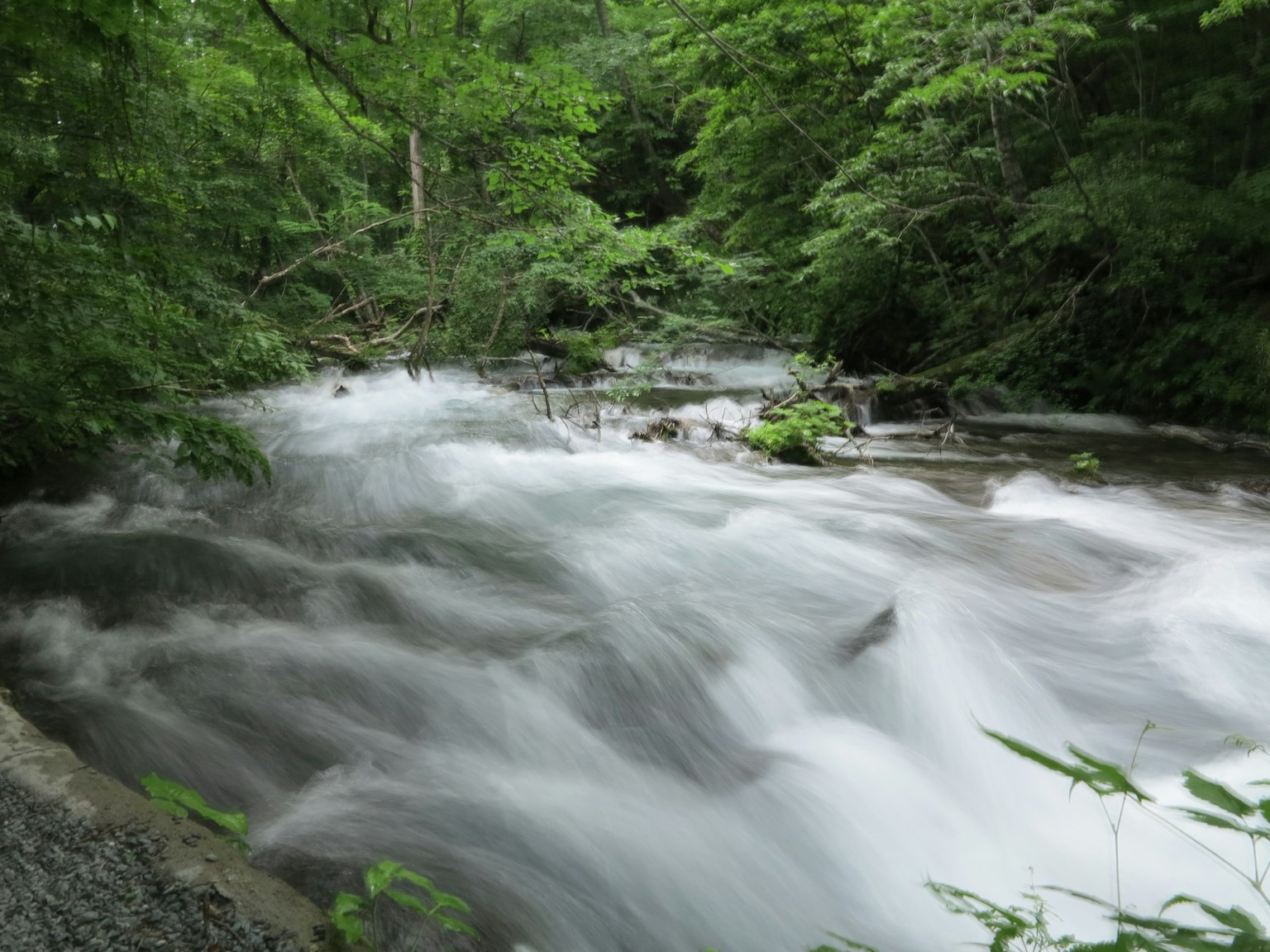 Une vue pittoresque d'un ruisseau coulant entouré de verdure luxuriante