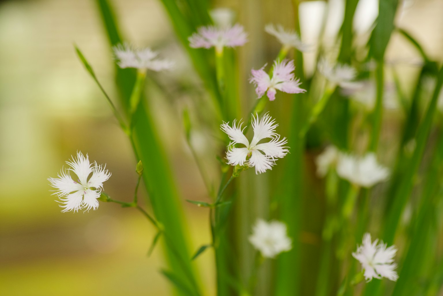 Primo piano di una pianta con fusti verdi e fiori bianchi