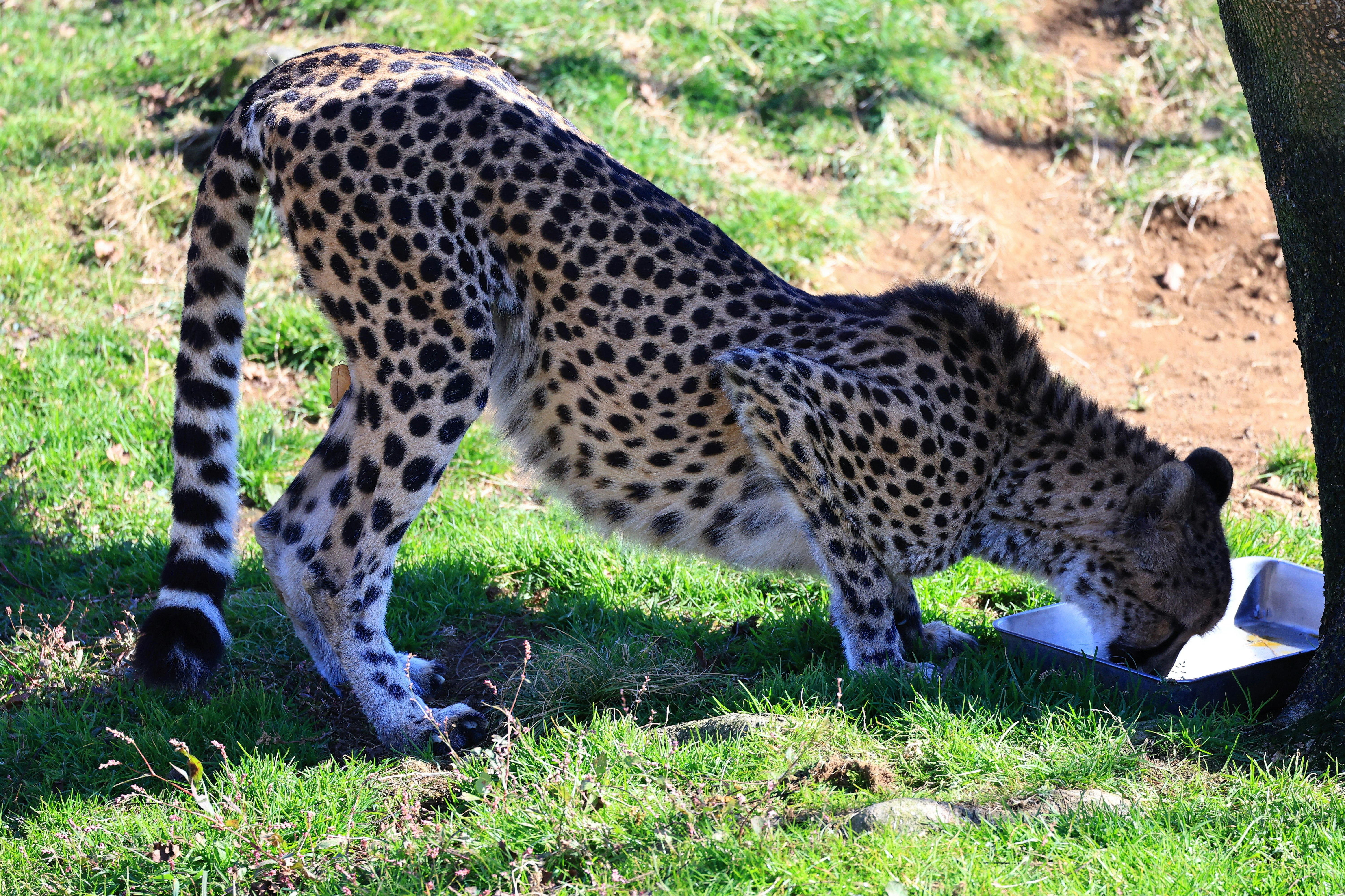 草地で水を飲むヒョウ
