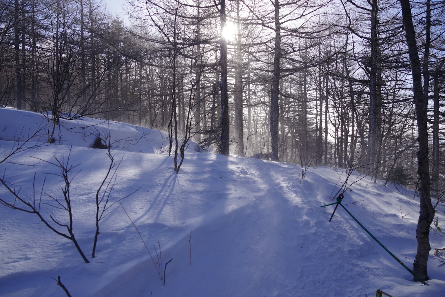 被雪覆盖的森林场景，树木和阳光透过