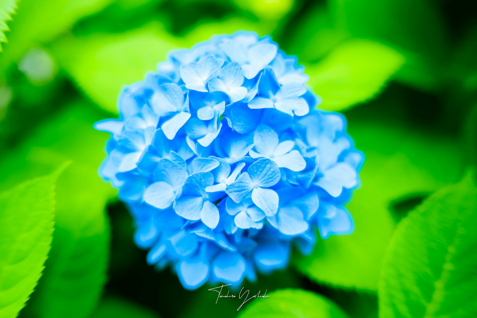 Una flor de hortensia azul rodeada de hojas verdes