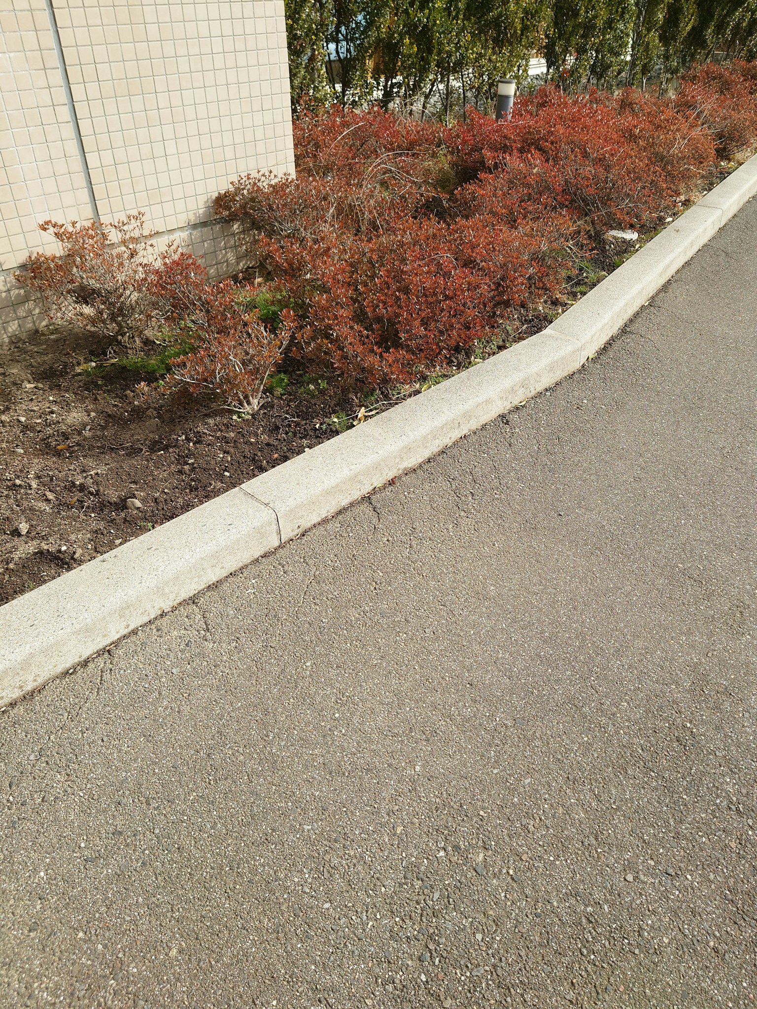 Paesaggio con arbusti a foglie rosse lungo una strada pavimentata