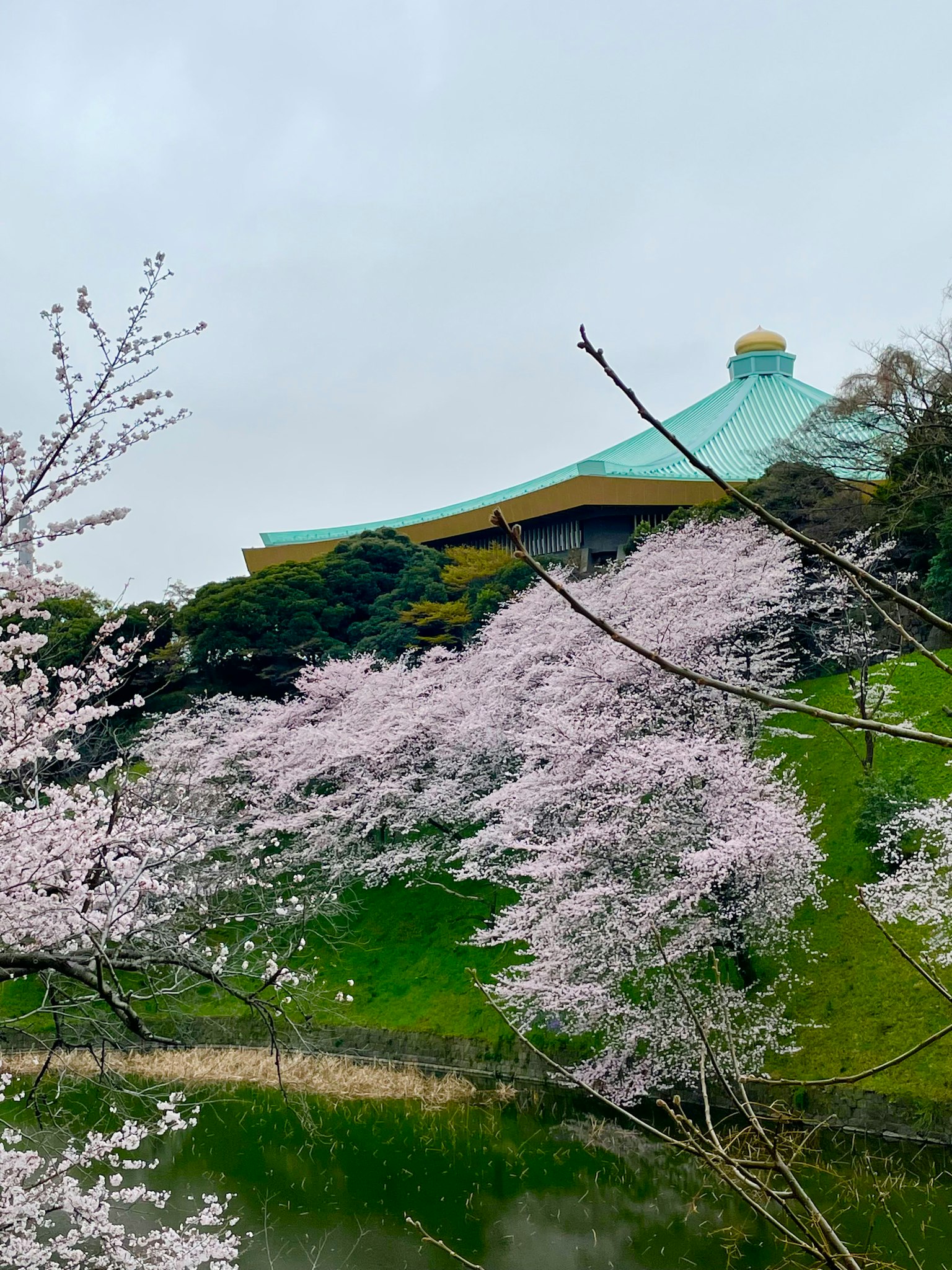 Hermoso edificio rodeado de cerezos en flor y colina verde