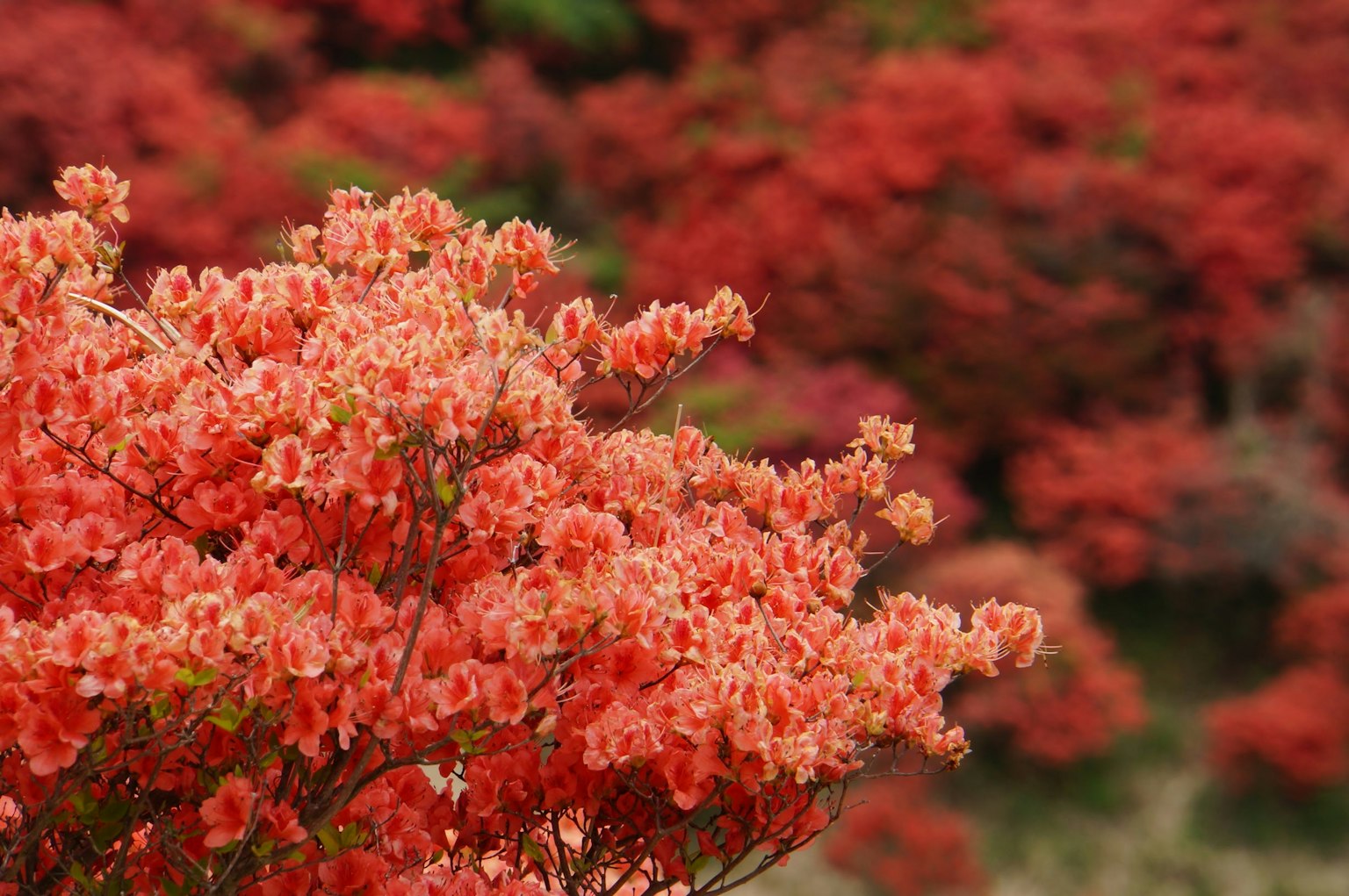 一片盛開著紅色花朵的樹木景觀