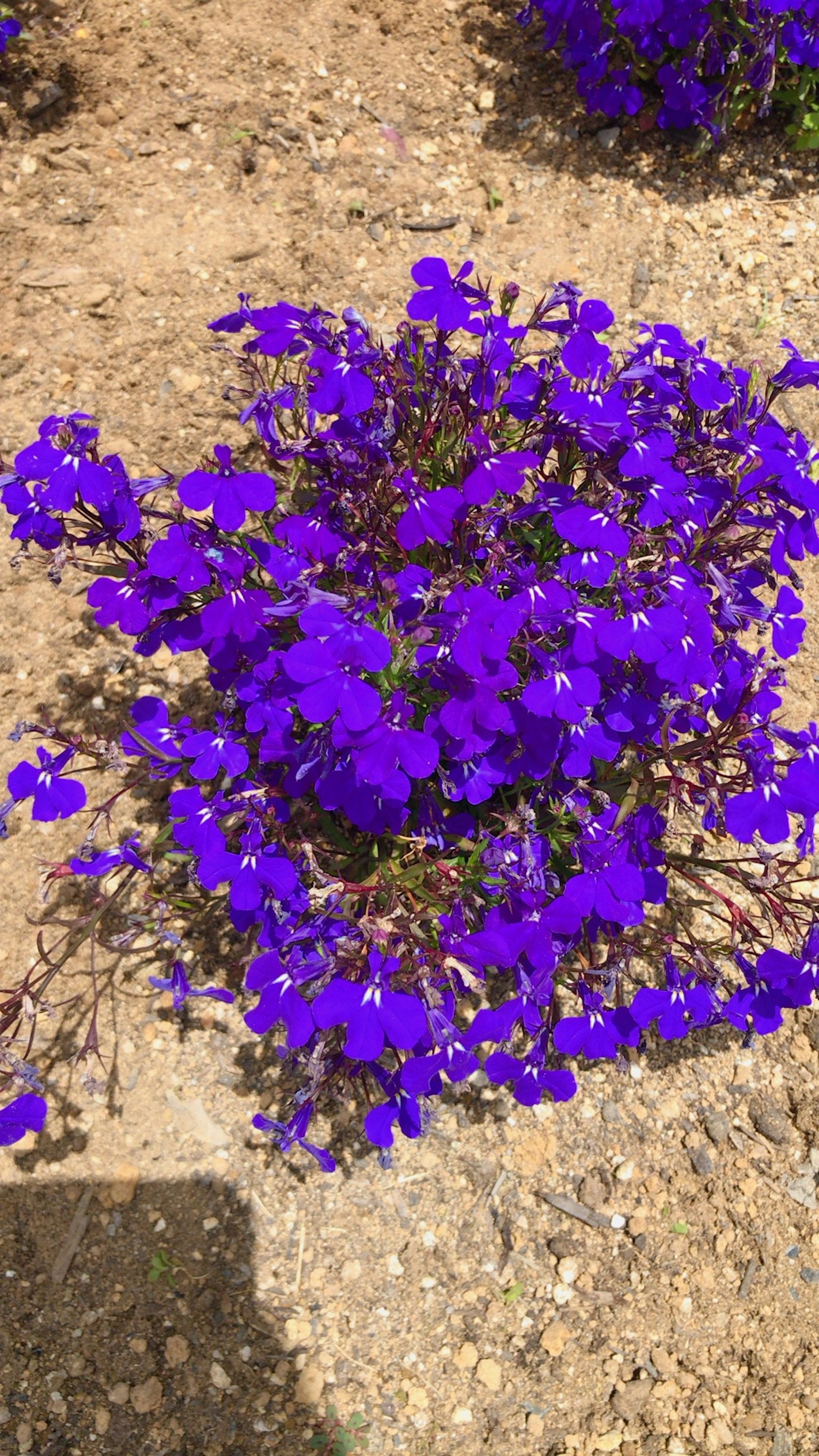 Cluster of vibrant purple flowers blooming