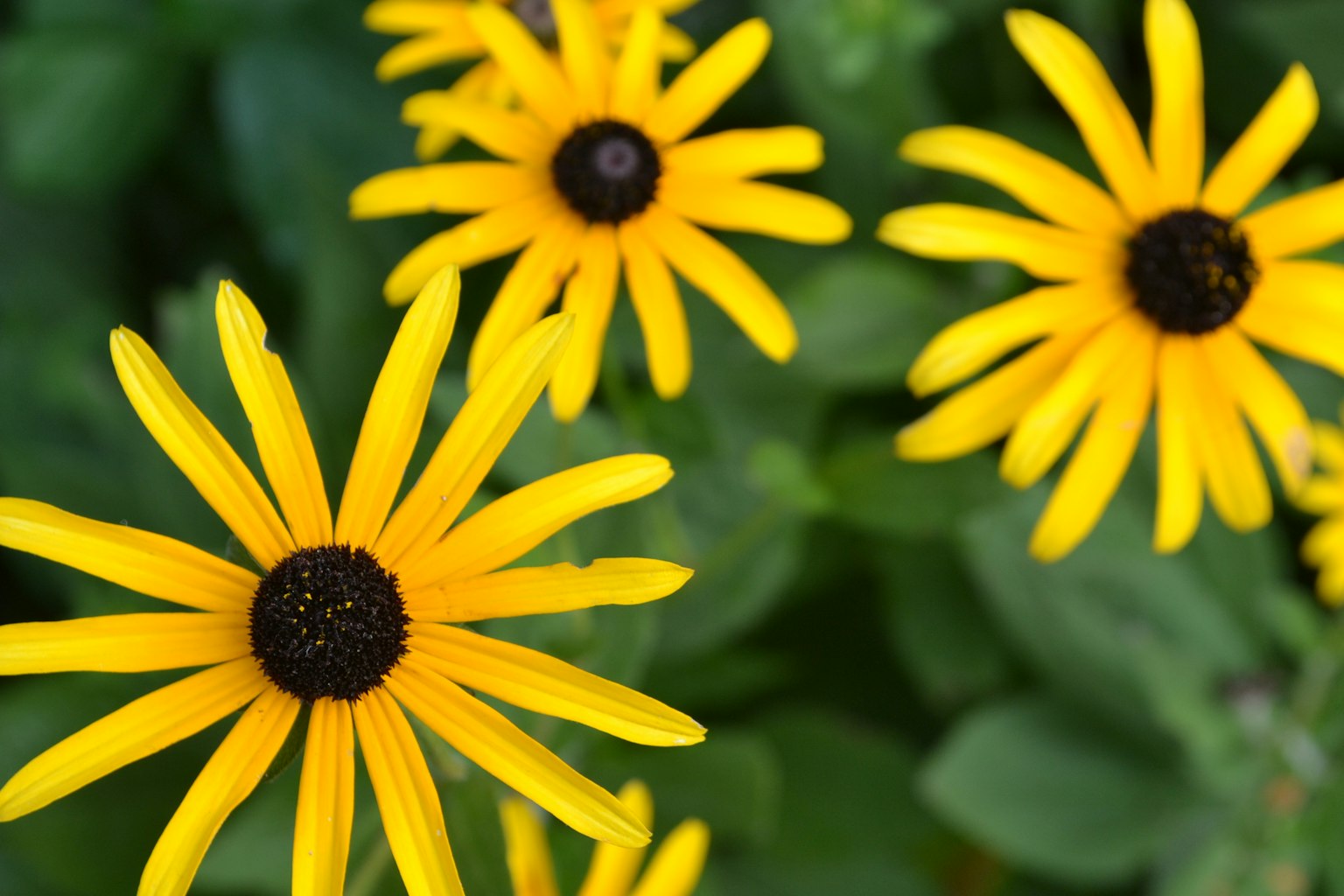Vibrant yellow black-eyed Susan flowers blooming among green leaves