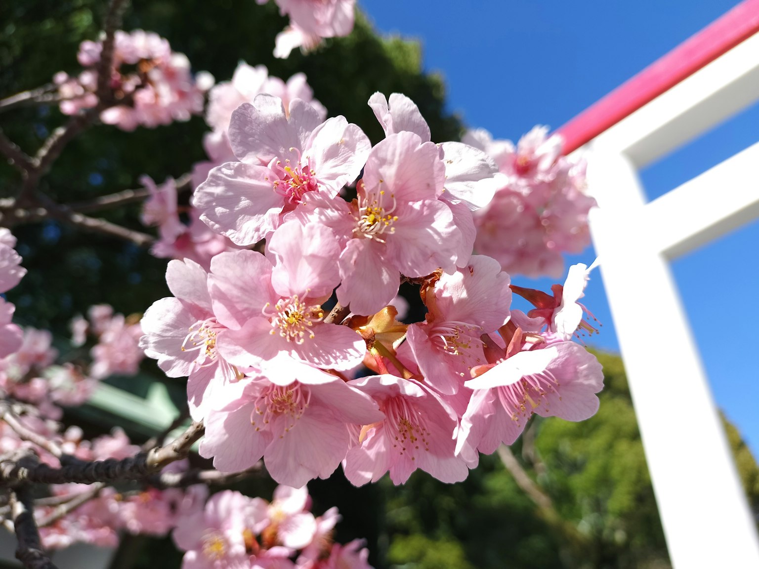 Fiori di ciliegio in fiore con cielo blu e un torii rosso sullo sfondo
