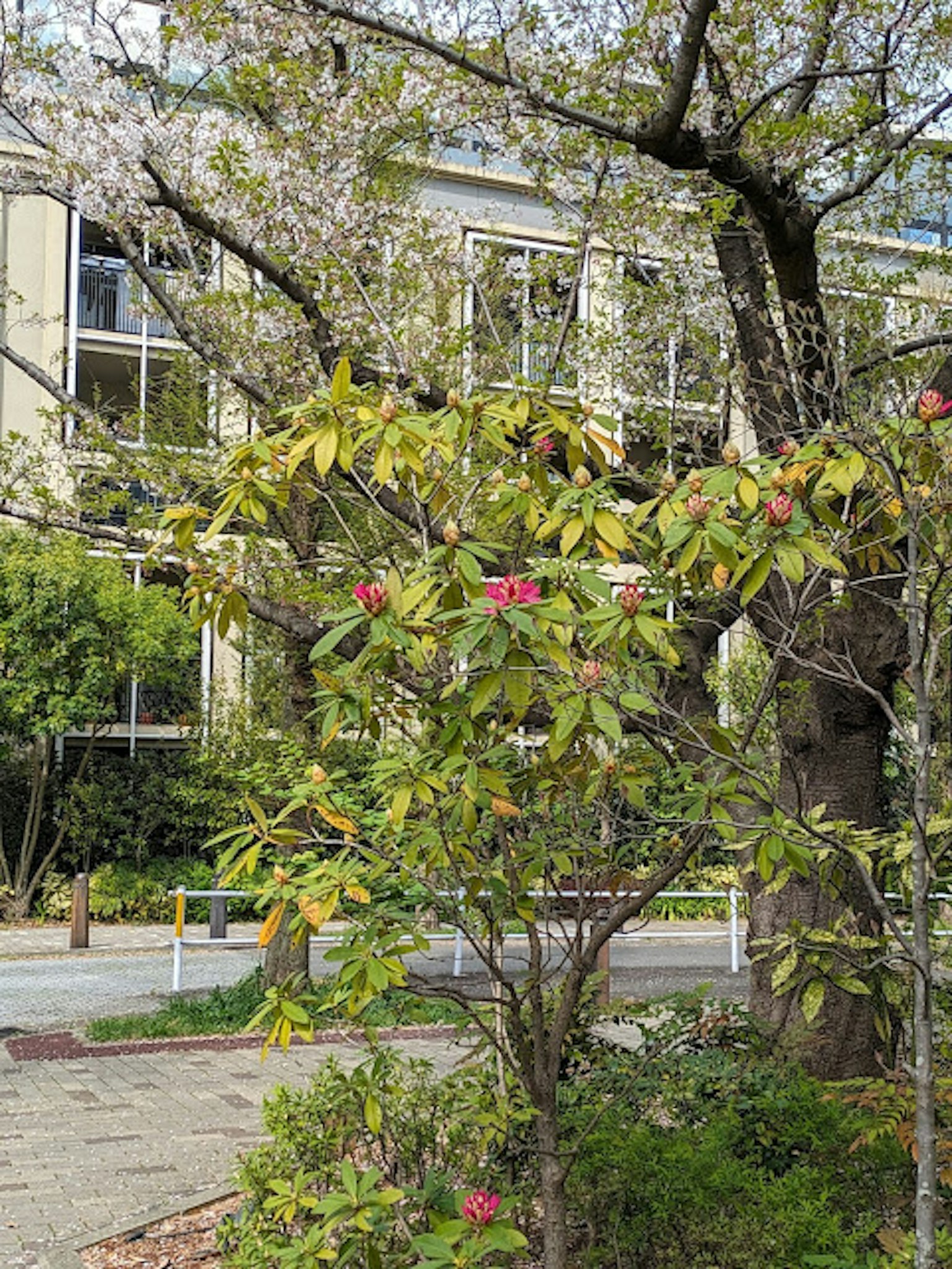 Une scène avec un cerisier en fleurs et des feuilles vertes près d'un bâtiment