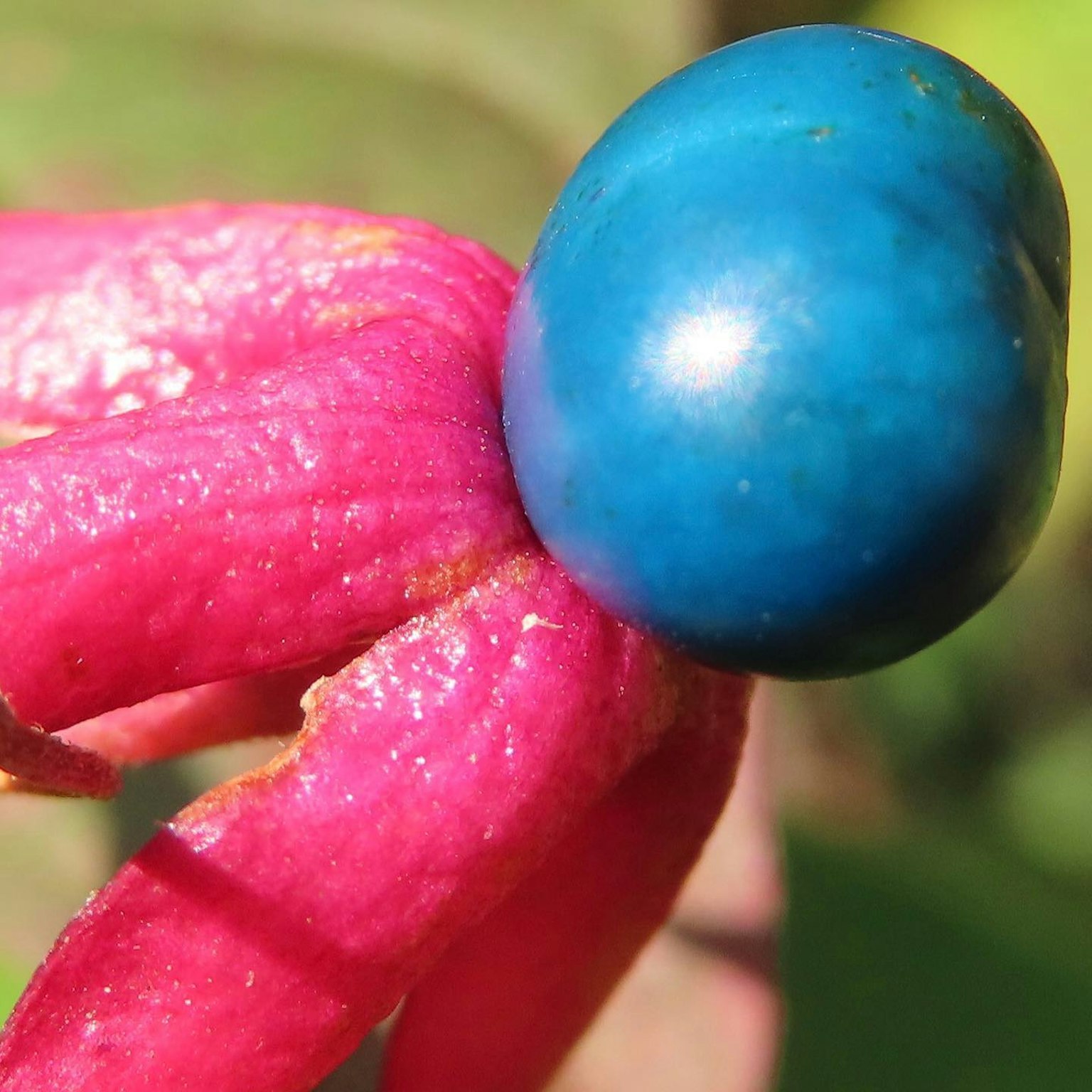 Buah biru cerah bersandar pada kelopak bunga merah muda