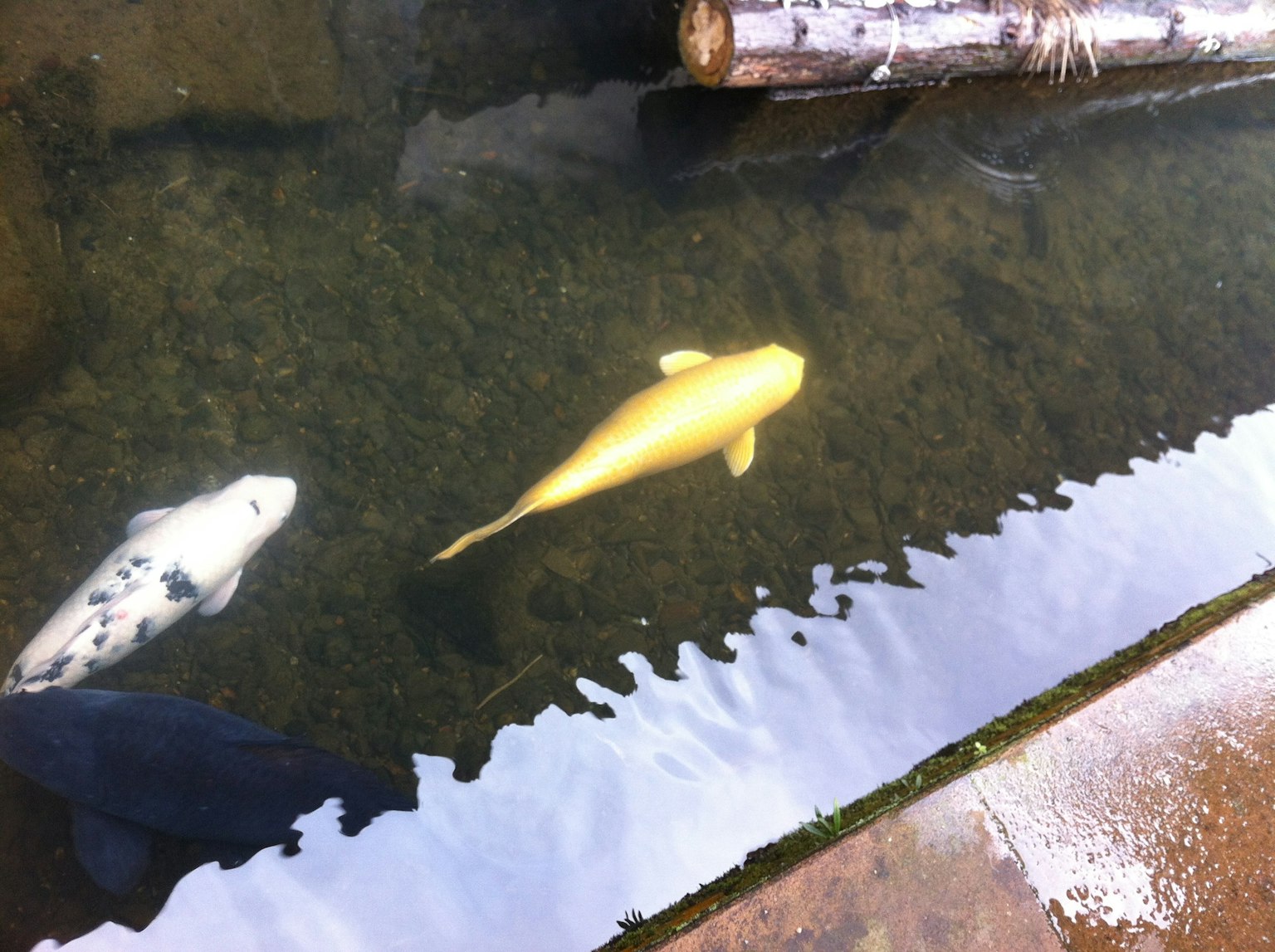Koi doré et koi noir et blanc nageant dans un étang
