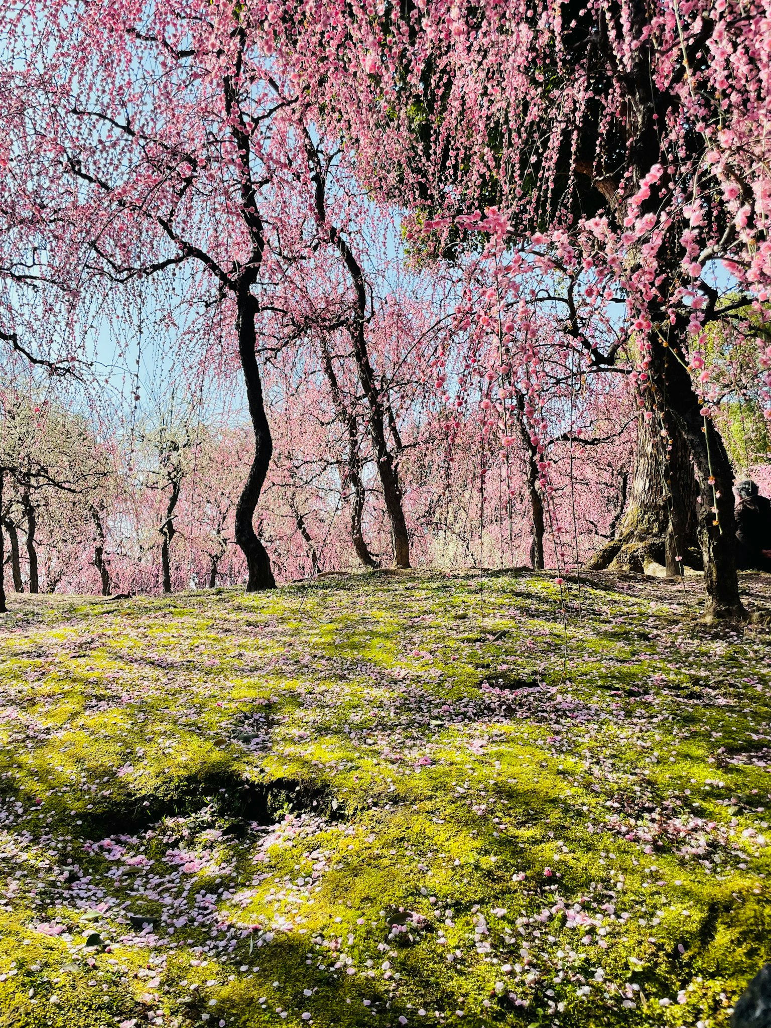Beautiful park landscape with blooming cherry trees Green grass covered with pink petals