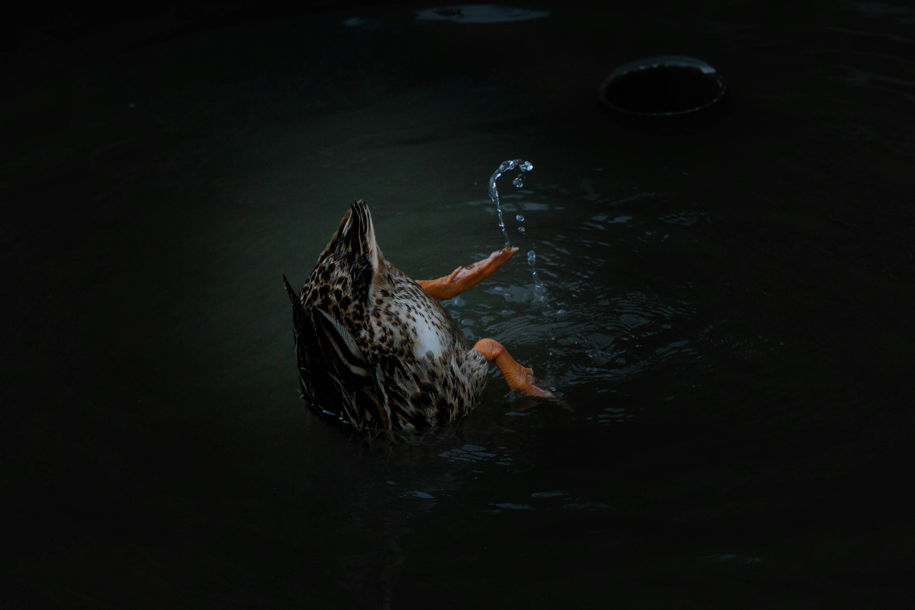 水鳥が水面で羽を広げる様子