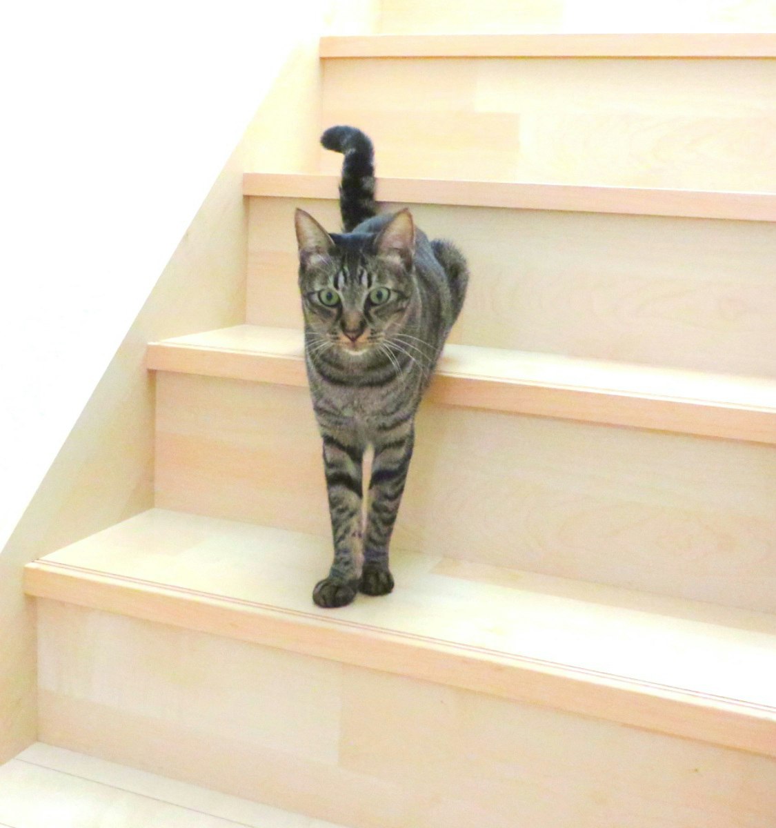 階段の上にいる猫