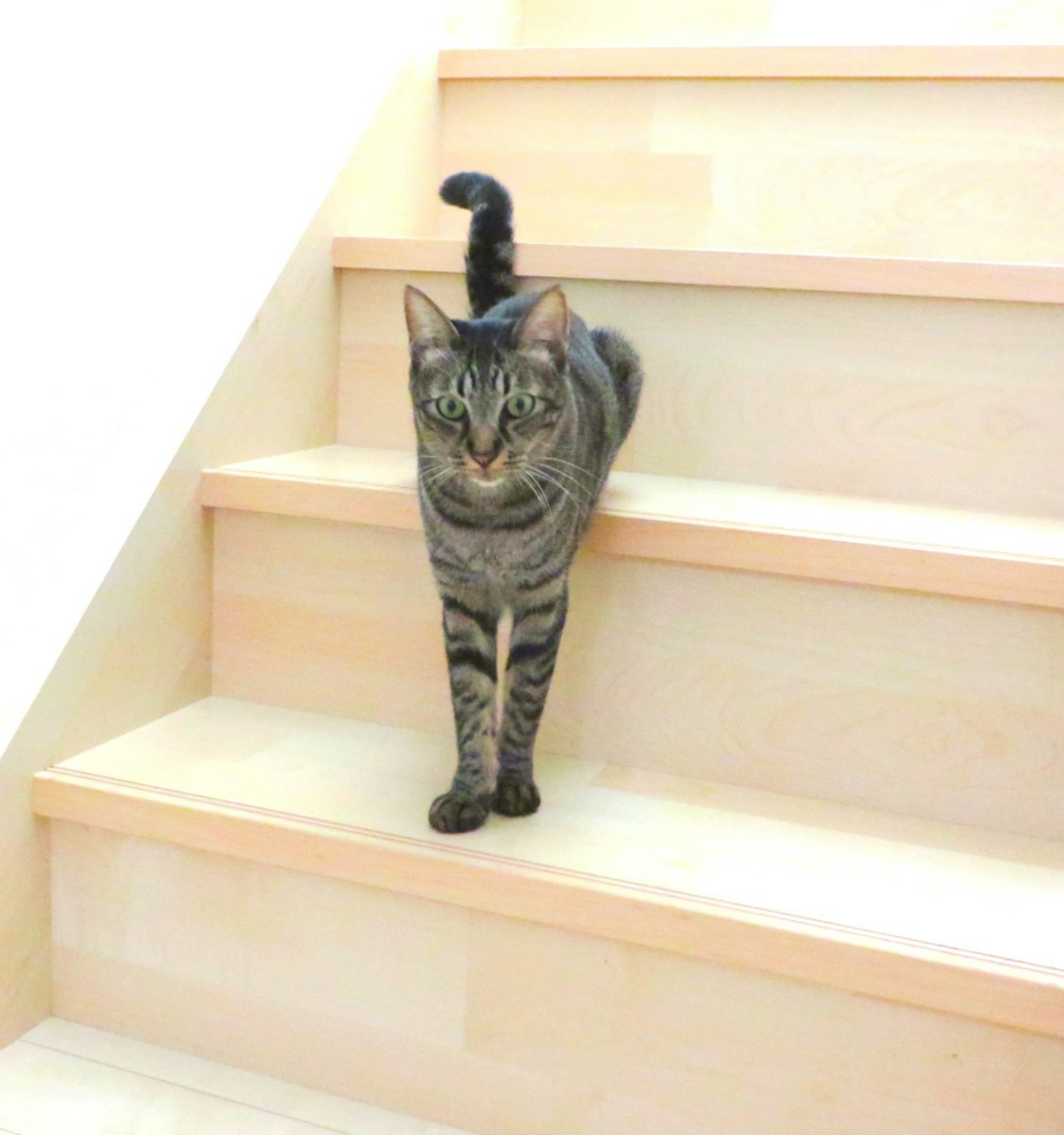 Gatto grigio striato su scale di legno