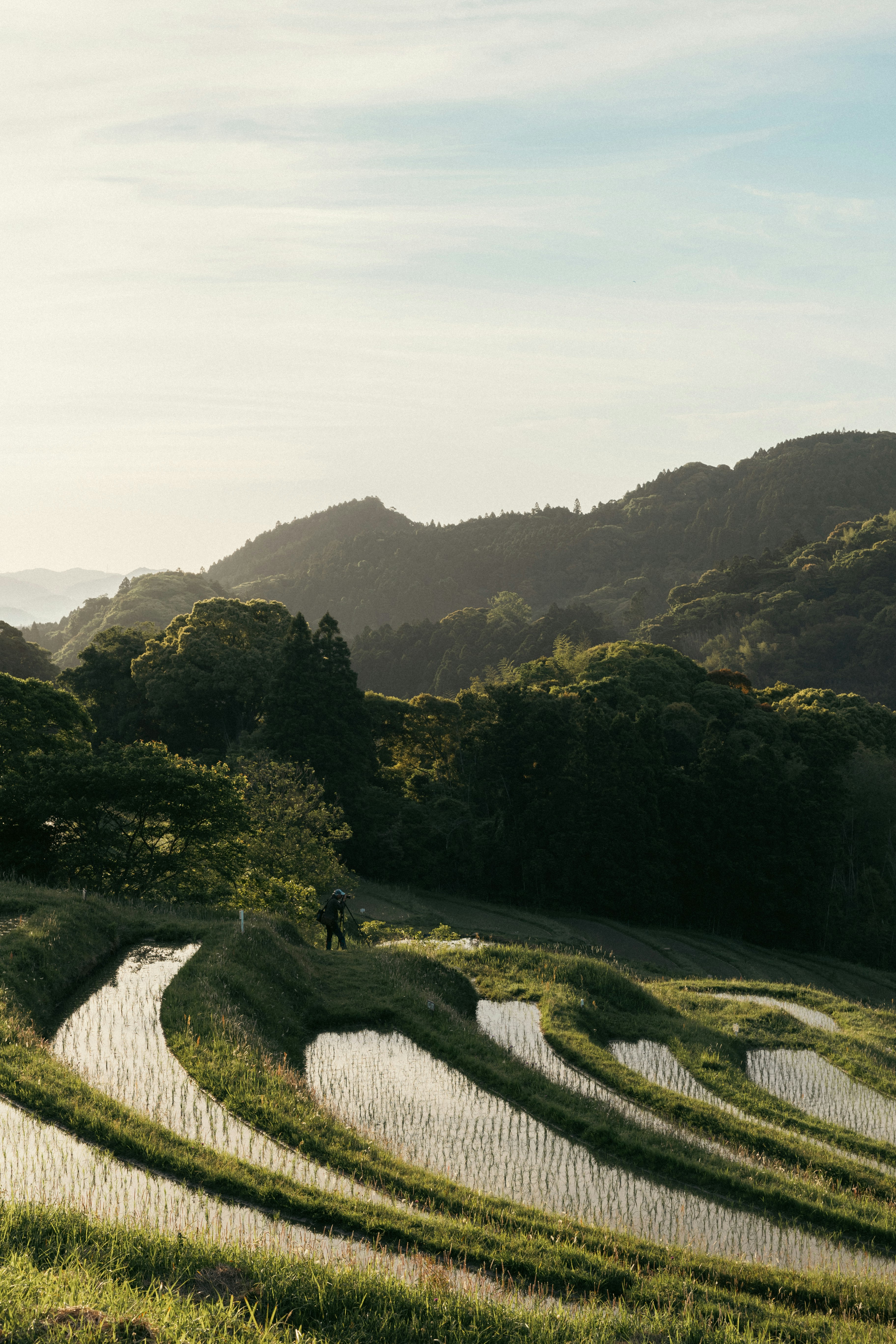 棚田のある山あいの緑の風景