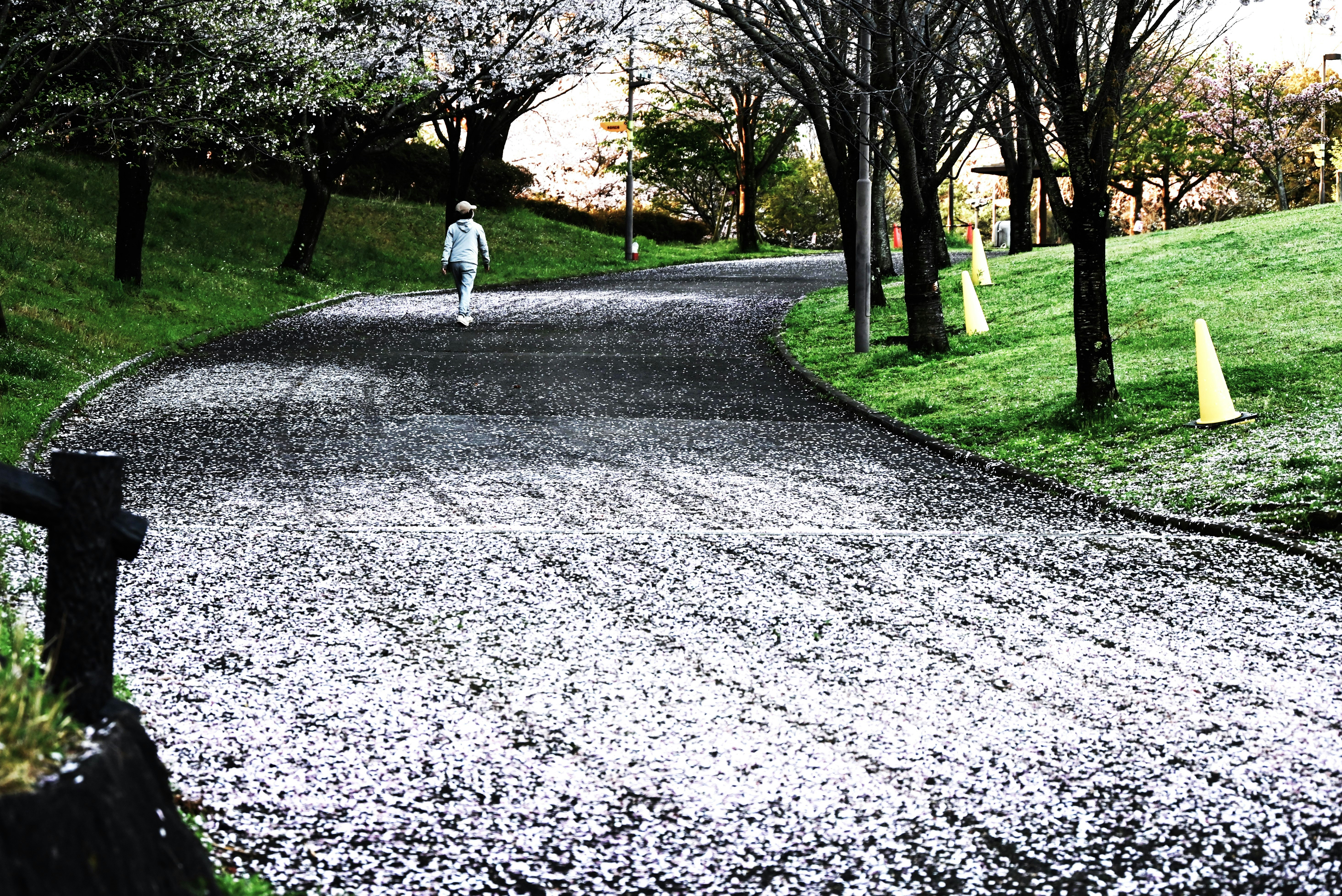 桜の花びらが散った小道を歩く人の姿